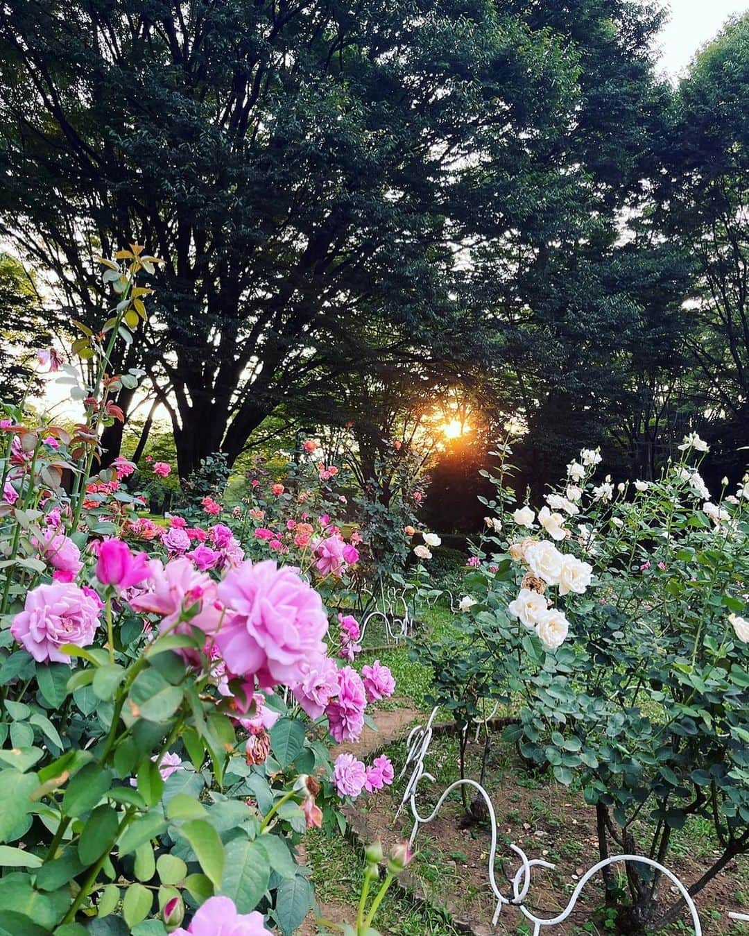 宮村ななこさんのインスタグラム写真 - (宮村ななこInstagram)「お花が沢山咲いてた〜！  #photo  #photography  #flowers  #flower  #flowerphotography  #代々木公園」6月27日 23時46分 - miyamuchan_001