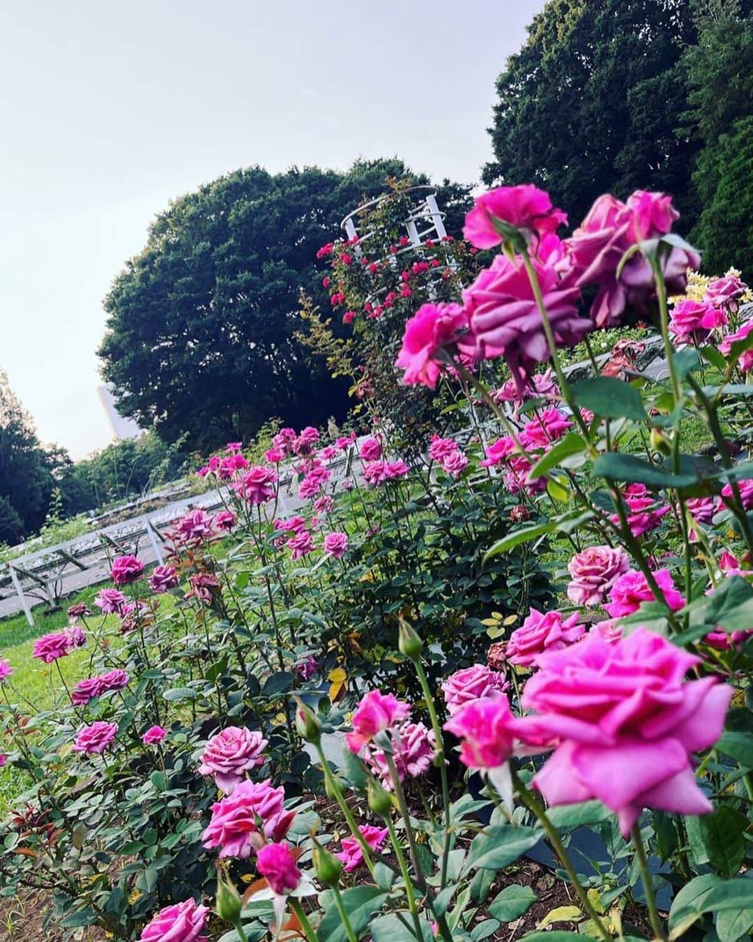 宮村ななこのインスタグラム：「お花が沢山咲いてた〜！  #photo  #photography  #flowers  #flower  #flowerphotography  #代々木公園」