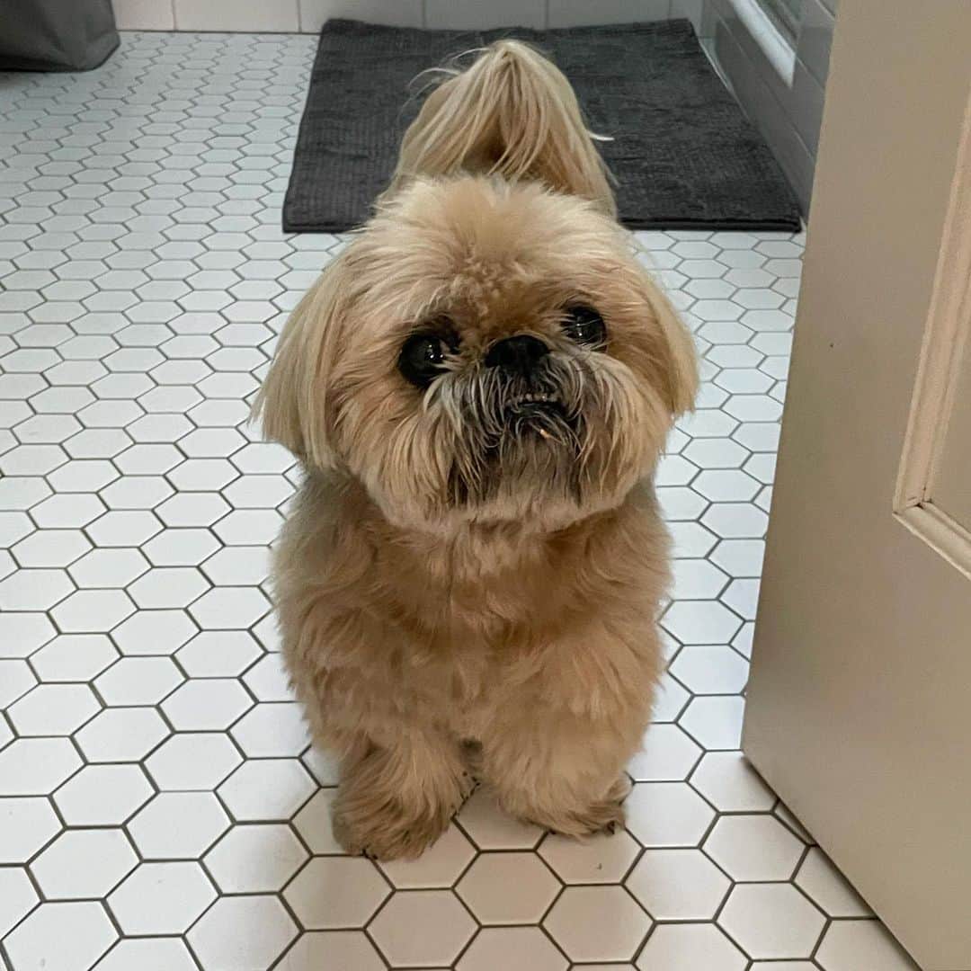Dougie the Shih Tzuのインスタグラム：「Something on my chin?」