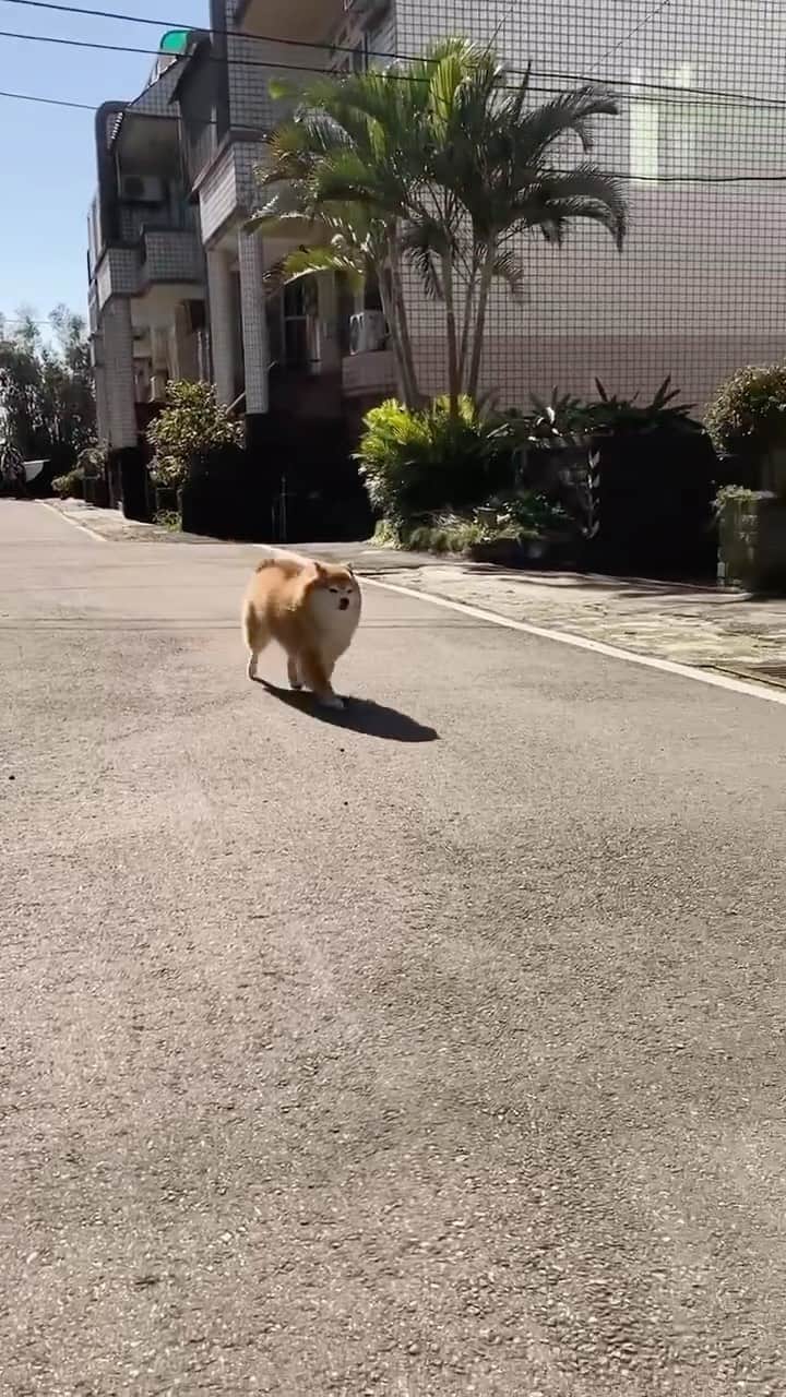 のインスタグラム：「tippy tappy🐾 📹 @garlicqqq - #fluffy #tippytappy #dog #reels #9gag」