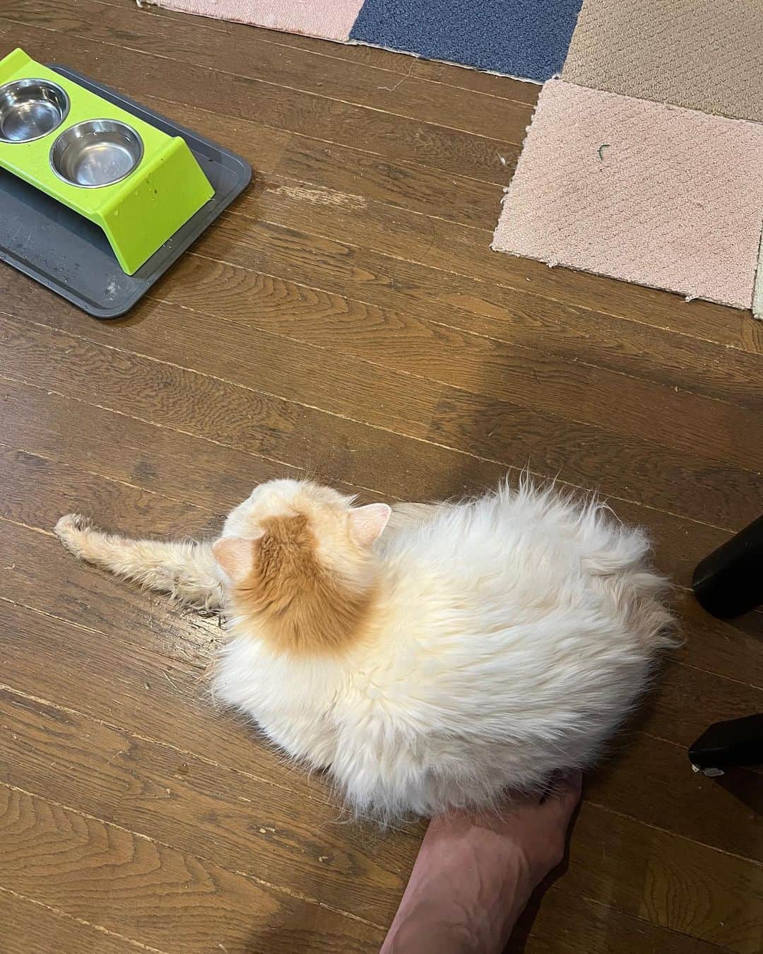 Kachimo Yoshimatsuのインスタグラム：「水飲んで足元でゴロンした。  #うちの猫ら #猫 #okaki #ねこ #ニャンスタグラム #にゃんすたぐらむ #ねこのきもち #cat #ネコ #catstagram #ネコ部 http://kachimo.exblog.jp」