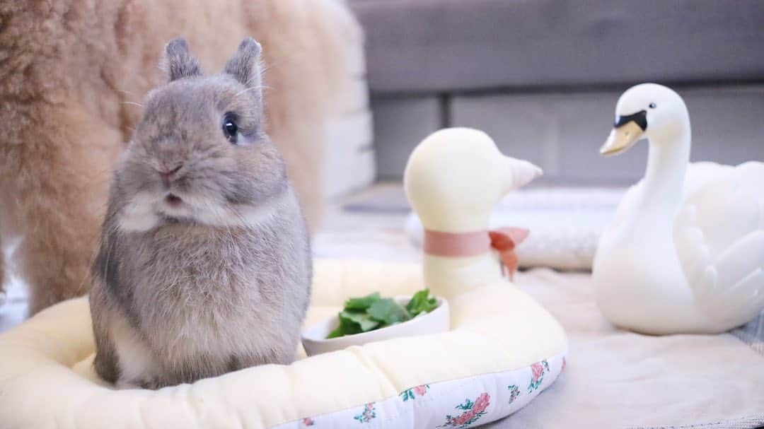 yun.ゆんのインスタグラム：「cotton.💭＋sugar.🫧 💭「シュガちゃん… 🦢さんになにしてるんでしゅか？」 : : : 白鳥の置物を近くに置いたところ、アヒルのクッションと同じくクチバシに、スリスリ連発のシュガーちゃん。笑🦢  2個目の動画 さて、何回スリスリしたでしょうか？😂  不思議そうに 何それおいしいの？ って感じで見てるコットン。 6枚目で自分もクンクンしてみてました。 🥰😂 . . . ♪ ♪ ♪ #まっとん　🐤 #白鳥さん  #うさぎ#ウサギ#ネザーランドドワーフ#ZIP写真部#レモン#ふわもこ部#マーチ#多頭飼い#犬とうさぎ#dog#poochon #犬#いぬすたぐらむ #犬のいる暮らし  #rabbitsofinstagram #rabbitstagram #petstagram #instapet#cutepetclub #instarabbit  #lapin #pecotv #WeeklyFluff #netherlanddwarf#シュガーくん」