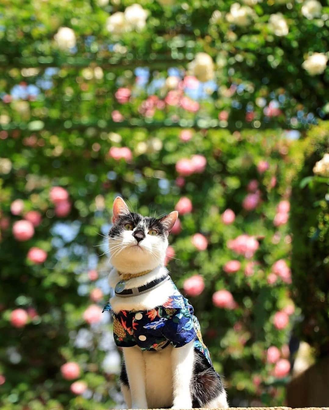 NEKOくらぶさんのインスタグラム写真 - (NEKOくらぶInstagram)「|| 薔薇って優雅だよね。 うっとりしちゃう☺️ @miyu_uru_hachi さんの作品ですにゃ（＝ΦωΦ＝） * いいね！＆コメント大歓迎！！ * #nekoclub #NEKOくらぶ #Japan #Photo #写真 #日本 #cat #ネコ #ねこ #猫  Follow: @nekoclub_jpn * ▼【廣済堂出版共同企画】NEKOくらぶの皆さまとつくる「NEKOくらぶ写真集」、発売中♪（＝ΦωΦ＝） ※詳細は本アカウント「 @nekoclub_jpn 」のプロフィールに固定しているハイライトから * ※当アカウントでシェアさせていただいた作品は、東京カメラ部YouTubeアカウントでも投稿者様のお名前入りでご紹介させていただく場合があります。これらの使用に関して原則通知は行いませんので、予めご了承ください。 ※各種法令、マナー、関係者の指示に従った撮影をお願いします。 *Please ensure that your photography adheres to all relevant laws, etiquette, and instructions issued by authorized persons. ※本アカウントは東京カメラ部がFacebook、Instagramのサービスを利用して運営しているもので、Meta社・Instagramとは一切関係ありません。」6月27日 16時00分 - nekoclub_jpn