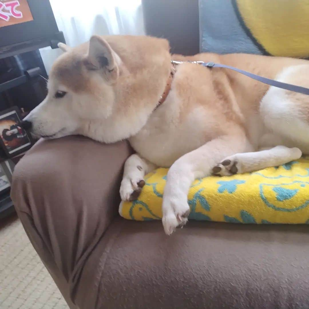 柴犬⭐️サスケさんのインスタグラム写真 - (柴犬⭐️サスケInstagram)「ﾜﾝฅ(ᐡ o̴̶̷ ﻌ o̴̶̷ ᐡ)ฅ⁡ ⁡#柴犬#赤柴#いぬのいる暮らし #いぬすたぐらむ #いぬら部 #わんだフォ #200g痩せたらしいです#全く分かりません#さすけ#茶助#柴北会 #北海道#男の子#pecoいぬ部 #shibagram #shibastagram #shibadog #shibainu」6月27日 16時14分 - shiba20150405