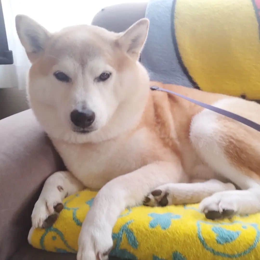 柴犬⭐️サスケのインスタグラム：「ﾜﾝฅ(ᐡ o̴̶̷ ﻌ o̴̶̷ ᐡ)ฅ⁡ ⁡#柴犬#赤柴#いぬのいる暮らし #いぬすたぐらむ #いぬら部 #わんだフォ #200g痩せたらしいです#全く分かりません#さすけ#茶助#柴北会 #北海道#男の子#pecoいぬ部 #shibagram #shibastagram #shibadog #shibainu」