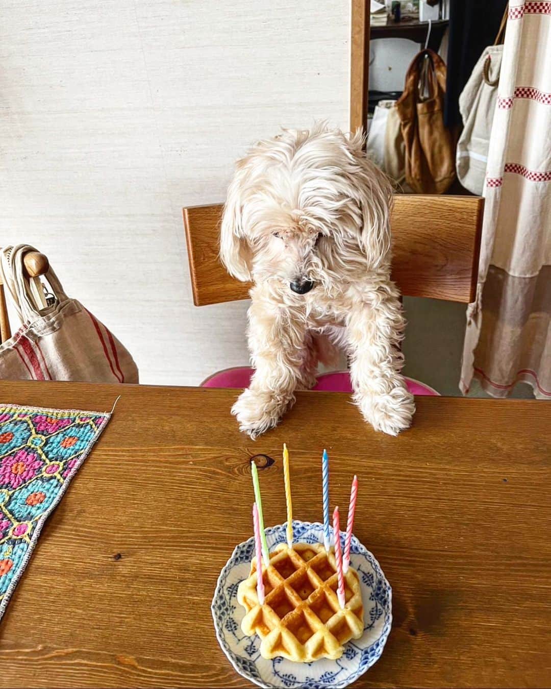 竹下玲奈のインスタグラム：「キナコ　16歳　　✨happy birthday ✨ もうすっかりおばぁちゃんだけどいつまでも赤ちゃんみたいw 目も耳もほとんど聞こえないけどかわえ〜💗まだまだ元気でいて下さい🍖ワッフル🧇はわんちゃんが食べれるものダョ😁  #マルプー  #mix」