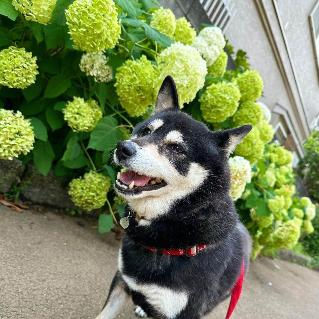 vo_coのインスタグラム：「🐾 気付けば6月も最終週 紫陽花もそろそろおしまいかな 色のあるのもいいけどアナベル綺麗だよね ＊ #shibastagram #instashiba #shiba #shibainu #黒柴 #柴犬 #紫陽花 #アナベル」
