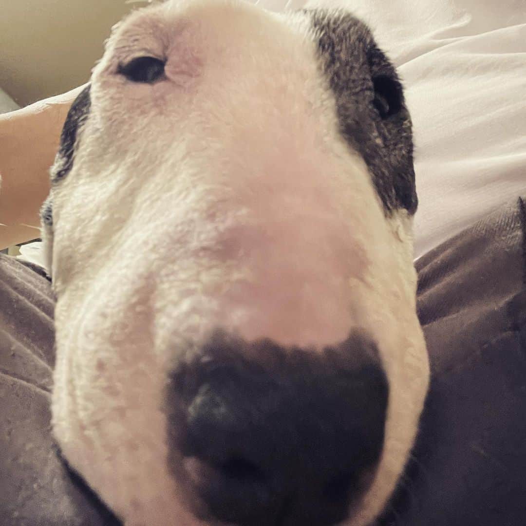 Q太郎さんのインスタグラム写真 - (Q太郎Instagram)「#minituru#bull#terrier#minibullterrier#miniturubullterrier#dog#dogstagram#cute#qtaro#love#family#ミニチュア#ブルテリア#ミニチュアブルテリア#Q太郎」6月27日 16時51分 - qtaro.jun