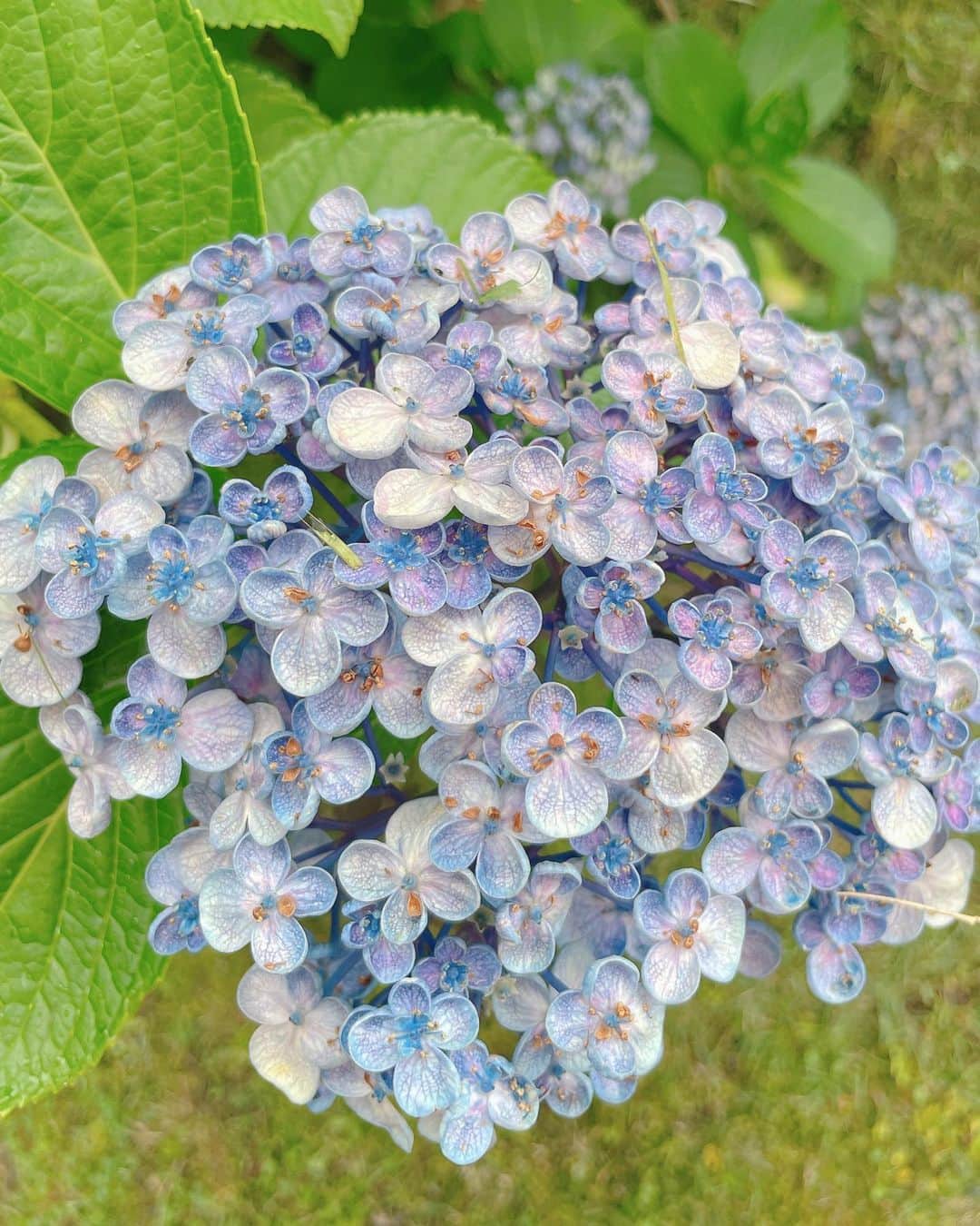 薄井美樹のインスタグラム：「． 梅雨入ったのに 思ってたより 雨降ってない🥰  このくるんってなってる 紫陽花好き💠💕」