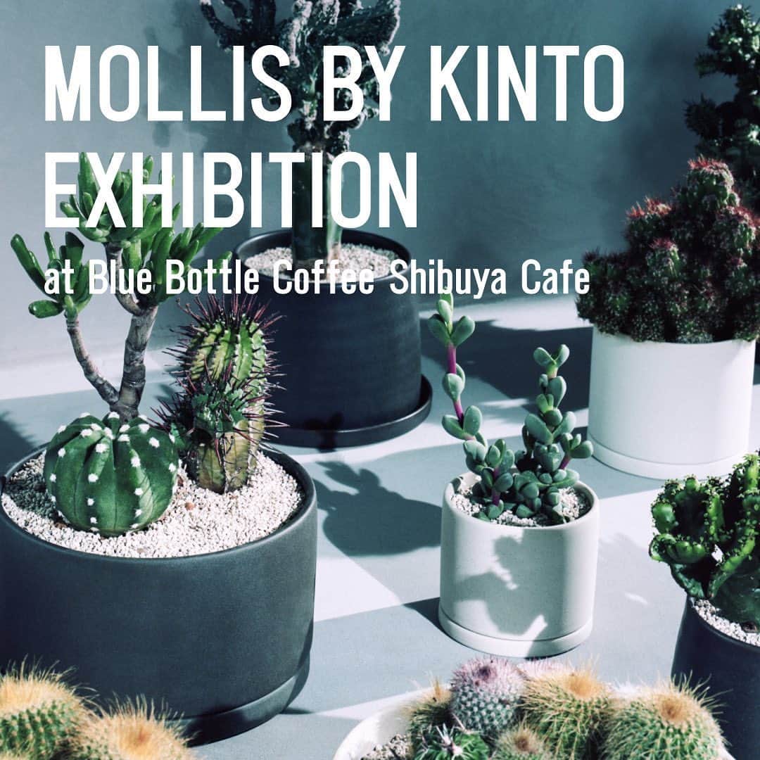 KINTOさんのインスタグラム写真 - (KINTOInstagram)「【NEWS】ブルーボトルコーヒー 渋谷カフェにてMOLLIS BY KINTO EXHIBITIONを開催⁠ ⁠ 日常を彩る最高のコーヒー体験を提供する「ブルーボトルコーヒー」⁠ ( @bluebottlejapan )⁠ にて、2023年7月10日（月）よりMOLLIS BY KINTO EXHIBITIONを開催いたします。⁠ ⁠ 会期中は、MOLLISの植物監修を手掛ける叢店主の小田康平氏による空間演出と、2023年7月15日（土）〜17日（月）の3日間限定でMOLLISアイテムを購入いただける機会をご用意。⁠ ⁠ 渋谷カフェの邸宅のような寛ぎと開放感のあるスペースで、たくましく表情豊かに生きるMOLLISの植物と共に豊かなコーヒー体験をお愉しみください。⁠ ⁠ ⁠ MOLLIS BY KINTO EXHIBITION⁠ at Blue Bottle Coffee Shibuya Cafe⁠ ⁠ 期間： 展示　2023年7月10日（月）～ 7月21日（金）⁠  販売　2023年7月15日（土）～ 7月17日（月）⁠ 会場： ブルーボトルコーヒー 渋谷カフェ⁠ 住所： 〒150-0041 東京都渋谷区神南 1-7-3 渋谷区立北谷公園内⁠ アクセス：JR線「渋谷駅」より徒歩約 7 分⁠ 営業時間：  8:00-20:00（MOLLIS販売時間：10:00-17:00）⁠ ⁠ ⁠ #kinto #mollis #mollisbykinto⁠ #ブルーボトルコーヒー⁠ #ブルーボトルコーヒー渋谷⁠ #BlueBottleCoffee⁠ #BlueBottleCoffeeShibuya」6月27日 17時01分 - kintojapan