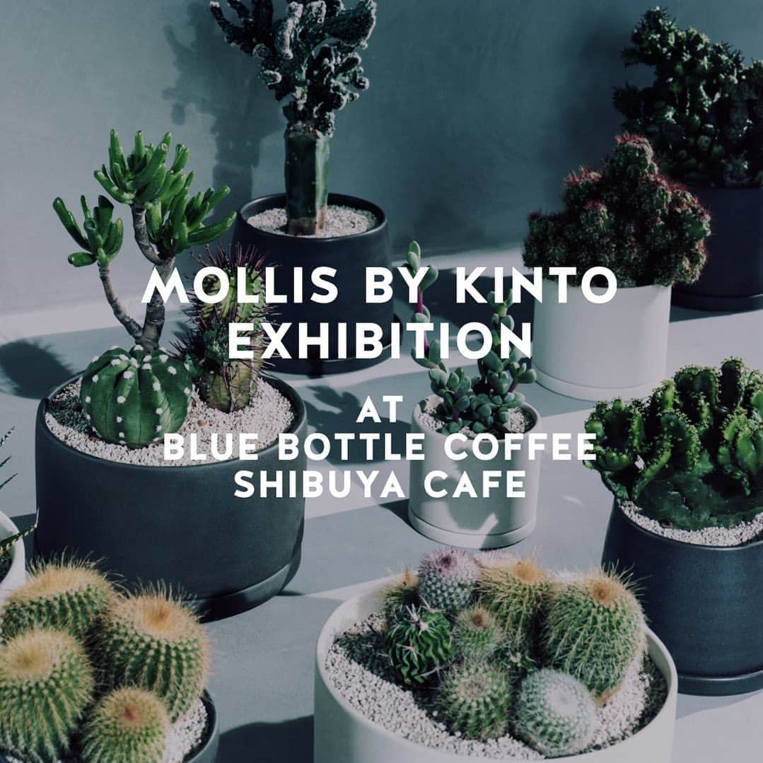 Blue Bottle Coffee Japanさんのインスタグラム写真 - (Blue Bottle Coffee JapanInstagram)「MOLLIS BY KINTO EXHIBITION at Blue Bottle Coffee Shibuya Cafe⁠ ⁠ 7月10日(月)～7月21日(金)の期間中、ブルーボトルコーヒー 渋谷カフェにて KINTO による植物ブランド「MOLLIS」の空間演出をお楽しみいただけます！🌿⁠ ⁠ ⁠ 期間中は、MOLLIS の植物監修を手掛ける「叢 - Qusamura」店主の小田康平氏による空間演出をお楽しみいただけます。 また、7月15日(土)〜17日(月・祝) の 3日間限定で、カフェにて MOLLIS アイテムをご購入いただけます✨⁠ ⁠ 2.5 号サイズの手軽に楽しめる鉢植えから、スタンド付きの植物や寄植えタイプ、吊り下げタイプのものなど、インテリアのアクセントになる幅広い植物をご用意いたします。⁠ ⁠ ⁠ ぜひ、この期間中にお越しいただき、MOLLIS の表情豊かな植物をゆったりとした渋谷カフェの空間にてコーヒーとご一緒にお楽しみください。⁠ ⁠ ⁠ ーーーーーーーーーー⁠ MOLLIS BY KINTO EXHIBITION⁠ at Blue Bottle Coffee Shibuya Cafe⁠ ⁠ 開催期間：展示 7月10日(月)～ 7月21日(金)⁠ 　　　　　MOLLISアイテム販売 7月15日(土)～7月17日(月・祝)⁠ 会場：ブルーボトルコーヒー 渋谷カフェ⁠ 住所： 〒150-0041 東京都渋谷区神南 1-7-3 渋谷区立北谷公園内⁠ アクセス：JR線「渋谷駅」より徒歩約 7 分⁠ 営業時間： 8:00−20:00（MOLLIS販売時間：10:00−17:00）⁠ ーーーーーーーーーー⁠ ⁠ ⁠ ⁠ #kinto⁠ #mollis⁠ #mollisbykinto⁠ #ブルーボトルコーヒー⁠ #ブルーボトルコーヒー渋谷⁠ #BlueBottleCoffee⁠ #BlueBottleCoffeeShibuya」6月27日 17時10分 - bluebottlejapan