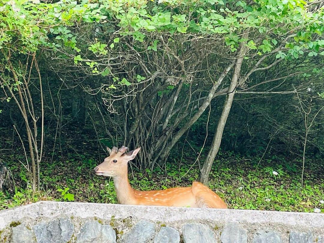 辻本耕志さんのインスタグラム写真 - (辻本耕志Instagram)「先日、今年もフラミンゴ3人で三峰神社参拝。運良くシカさんがお出迎えしてくれました。 #三峰神社　#フラミンゴ」6月27日 17時42分 - tsujimotokouji