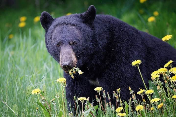 Bearsさんのインスタグラム写真 - (BearsInstagram)「"We can buy ourselves flowers!" 🌼🐻   Photocredits: @donnafeledichukphotographer  #bear #bears #bearcub #cub #animal #animals #saveourbears #bearlove #savetheanimals #love #cute #sweet #adorable #nature #photo #wildlife #photography #wildlifephotography #lovely #animallove #belovedbears #fun #funny」6月27日 17時56分 - belovedbears