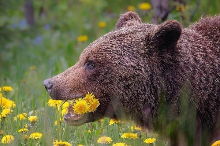 Bearsのインスタグラム：「"We can buy ourselves flowers!" 🌼🐻   Photocredits: @donnafeledichukphotographer  #bear #bears #bearcub #cub #animal #animals #saveourbears #bearlove #savetheanimals #love #cute #sweet #adorable #nature #photo #wildlife #photography #wildlifephotography #lovely #animallove #belovedbears #fun #funny」