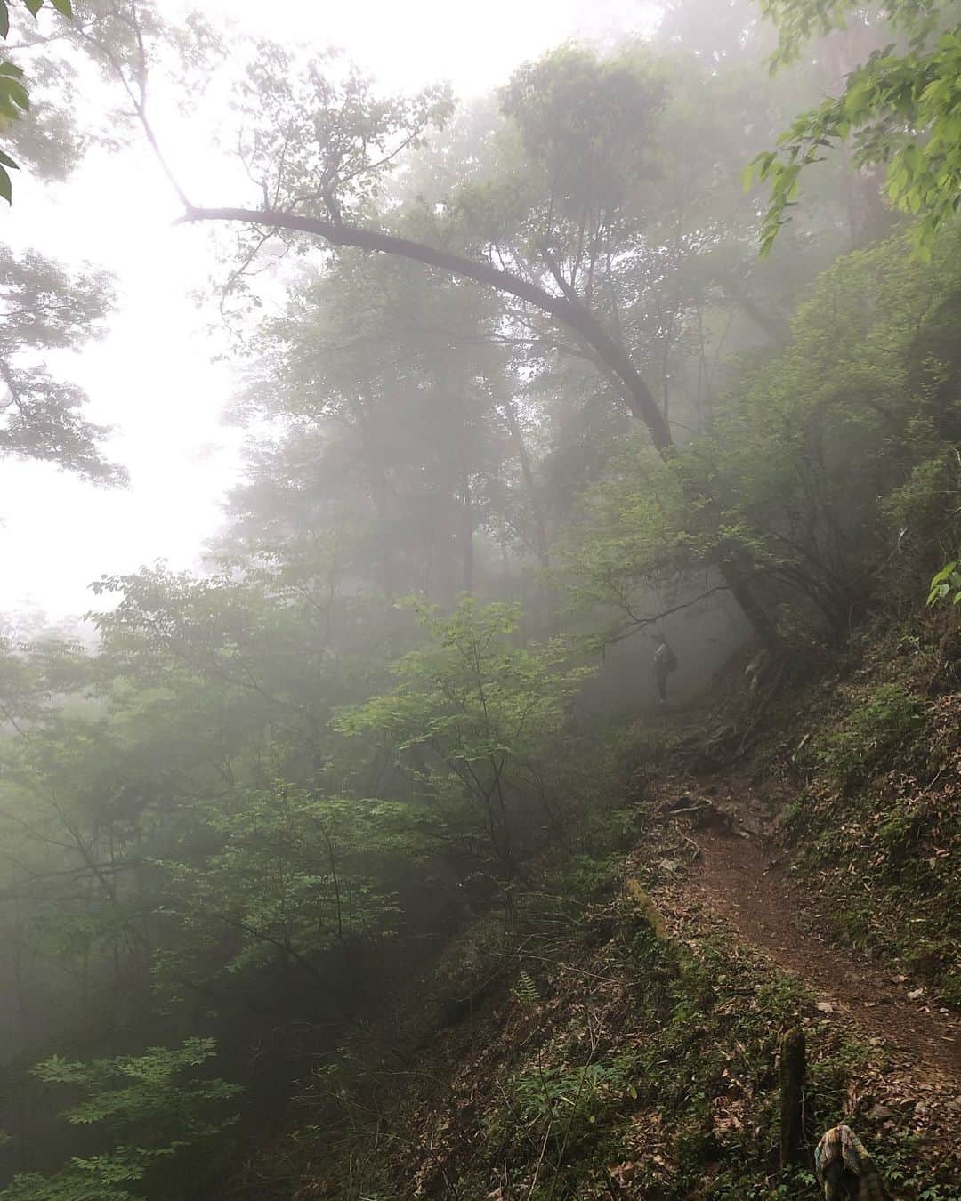 戸田れいさんのインスタグラム写真 - (戸田れいInstagram)「登山で頂きメシ！観てくださった皆様ありがとうございました⛰️  今回は奥多摩にある三頭山に登りました🥾  途中霧が出たり雨が降ったりと 幻想的な雰囲気で登山を楽しめました🪽  TVerでも観られますし、来月再放送もするので 見逃した方はそちらからチェックよろしくお願いします🙏✨  最後の写真、無知すぎて何度も洗ってしまい防水加工が取れていたわたしのGORE-TEX😇  雨染みすぎてて肌寒い中料理作りました🧑‍🍳  #登山#山ガール#登山で頂きメシ」6月27日 18時22分 - rei_toda