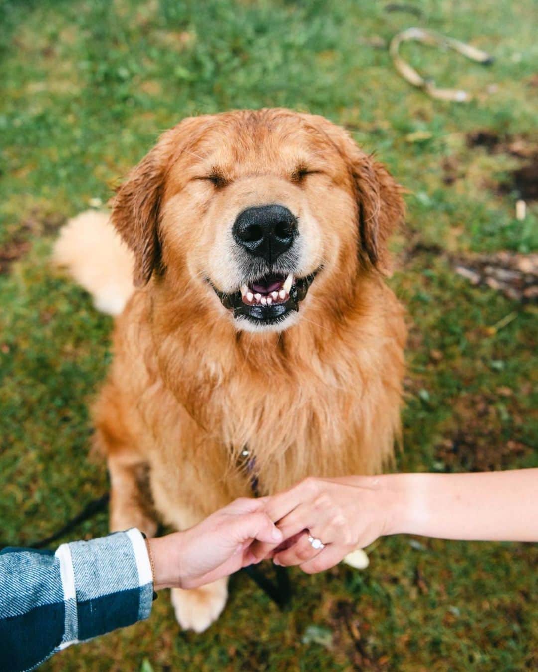 8crapさんのインスタグラム写真 - (8crapInstagram)「My hoomans are engaged! 💍 - 📷 @jaxson_thegolden - #barked #dog #doggo #GoldenRetriever」6月28日 0時00分 - barked