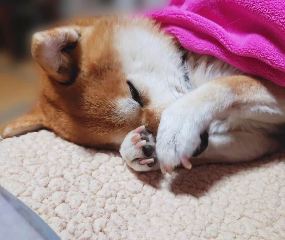 柴犬たま Shibainu Tamaさんのインスタグラム写真 - (柴犬たま Shibainu TamaInstagram)「寝姿がほぼ人間なんよ😂😂  Caption trans🇬🇧 The way she sleeps is hardly different from that of a human being😂😂  #たま家族 #柴犬ミケ #ミケママ #寝顔 #お疲れ様 #すやすや #爆睡中 #ほぼ人間 #ごめん寝 #寝床ハンター #添い寝 #添い寝犬 #柴犬 #shiba #shibainu #shibastagram #犬 #dog」6月27日 18時42分 - tama7653