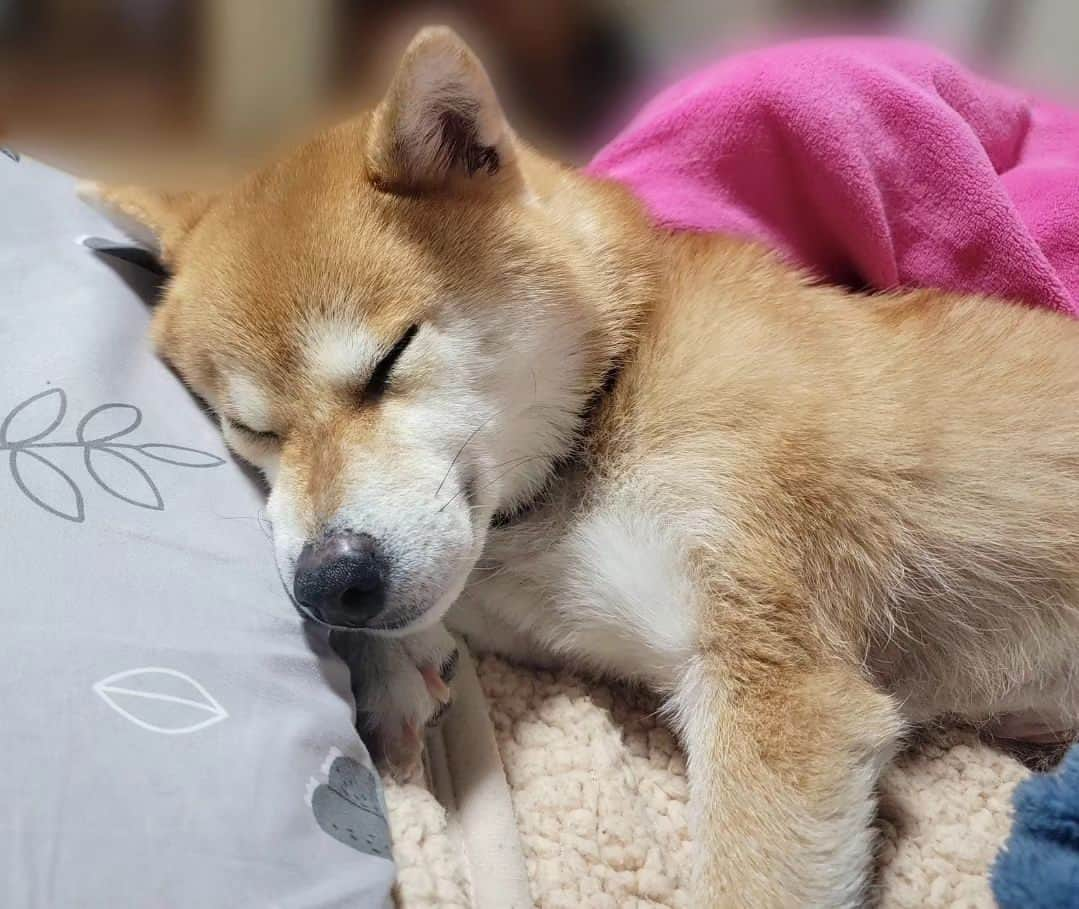 柴犬たま Shibainu Tamaさんのインスタグラム写真 - (柴犬たま Shibainu TamaInstagram)「寝姿がほぼ人間なんよ😂😂  Caption trans🇬🇧 The way she sleeps is hardly different from that of a human being😂😂  #たま家族 #柴犬ミケ #ミケママ #寝顔 #お疲れ様 #すやすや #爆睡中 #ほぼ人間 #ごめん寝 #寝床ハンター #添い寝 #添い寝犬 #柴犬 #shiba #shibainu #shibastagram #犬 #dog」6月27日 18時42分 - tama7653