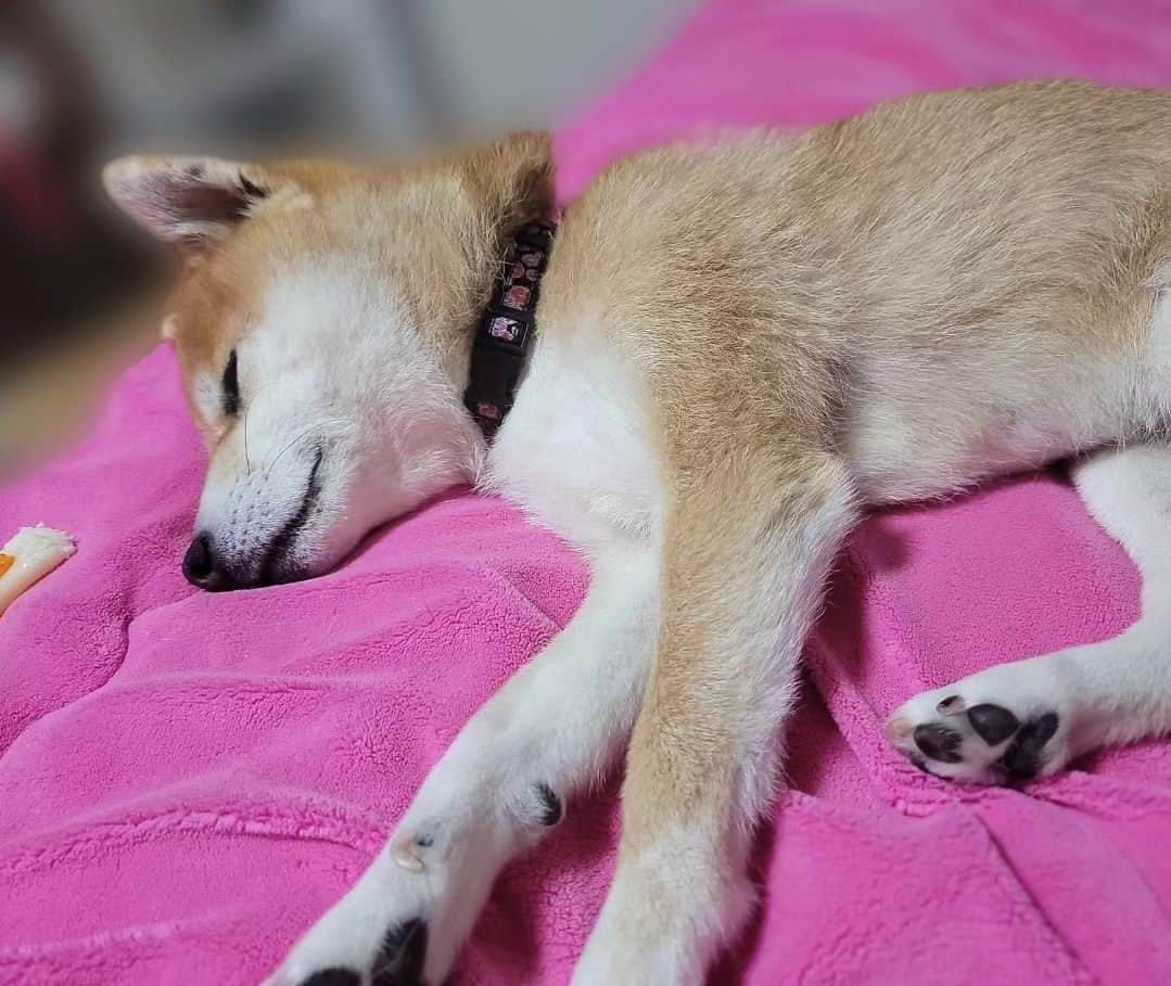 柴犬たま Shibainu Tamaさんのインスタグラム写真 - (柴犬たま Shibainu TamaInstagram)「寝姿がほぼ人間なんよ😂😂  Caption trans🇬🇧 The way she sleeps is hardly different from that of a human being😂😂  #たま家族 #柴犬ミケ #ミケママ #寝顔 #お疲れ様 #すやすや #爆睡中 #ほぼ人間 #ごめん寝 #寝床ハンター #添い寝 #添い寝犬 #柴犬 #shiba #shibainu #shibastagram #犬 #dog」6月27日 18時42分 - tama7653