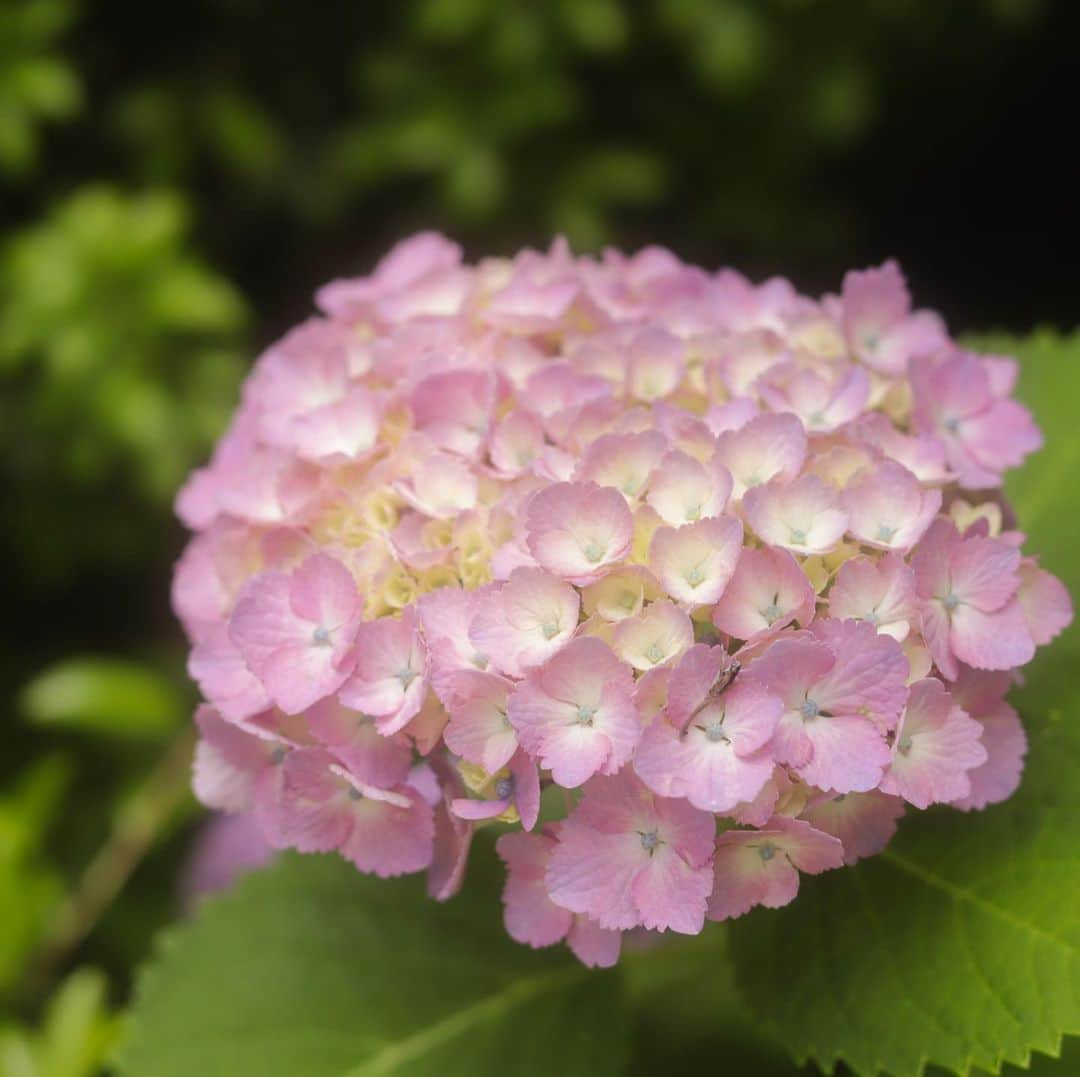 星野リゾート 界の若者旅さんのインスタグラム写真 - (星野リゾート 界の若者旅Instagram)「梅雨の花といえば紫陽花。 伊東を含む東伊豆は紫陽花の名所として知られており、下田や城ヶ崎海岸が伊豆を代表する紫陽花スポットとして有名です。 界 伊東ではこの時期、様々な色、形の紫陽花を庭園内で楽しむことができるほか、紫陽花の一種のアマチャを使った湯治茶もお楽しみいただけます。 界 伊東にて、梅雨空の滞在をぜひお楽しみください。  The hydrangea is the most popular flower in the rainy season. Higashi-Izu, including Ito, is known for its hydrangeas, and Shimoda and Jōgasaki Beach are famous as usual hydrangea spots in Izu. During this season, you can enjoy hydrangeas of various colors and shapes in the garden at KAI Ito, and you can also enjoy special tea made from the unique tea leaf, a type of hydrangea. Please enjoy your stay in the rainy season at KAI Ito.  #星野リゾート #界 #界伊東 #静岡 #伊東 #伊東温泉 #温泉 #温泉旅館 #温泉旅行 #梅雨空 #あじさい #紫陽花 #甘茶 #hoshinoresorts  #kai #kaiito #Japantravel #hotsprings #onsen #ryokan #shizuoka #hydrangea #rainyseason #teatime」6月27日 18時47分 - hoshinoresorts.kai