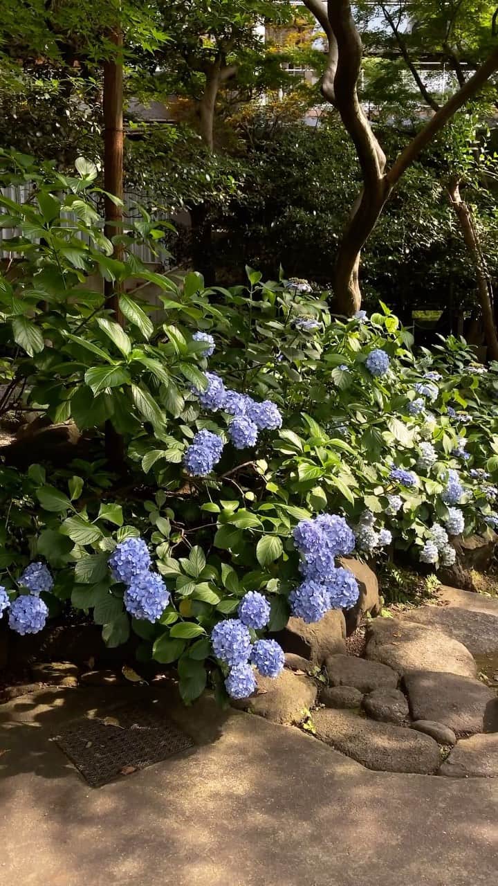 八芳園のインスタグラム：「穏やかな晴れ間が広がる午後の日本庭園。  夏が深まるにつれて、草木が青々と茂っていきます。 柔らかな陽に包まれる日本庭園を、 ぜひ散策してみてください。  🍃🍃🍃  #八芳園 #結婚式場 #日本庭園 #紫陽花  #happoen #初夏を楽しむフォトコンテスト2023  #紫陽花 #flowerstagram #flower_daily #はなまっぷ #私の花の写真 #日本の四季  #二十四節気 #カメラ部 #写真好きな人と繋がりたい #東京カメラ部 #その瞬間に物語を #風景写真 #日本家屋  #japanesegarden #japan_of_insta #japaneseculture #jp_views #special_spot #tokyo #japan_daytime_view #ig_jp #japanoinsta #japantravel #tokyotrip」
