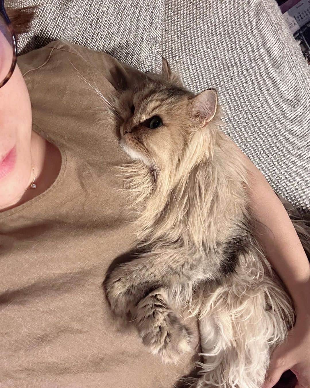 のインスタグラム：「Michan is such a baby はい、またあまえんぼ。 1日10回はあまえんぼしてる。 いくつになってもあまえんぼ。 あへあへー。  #cat#cats#catstagram#catstagram_japan#instacat#cutecat#cutepetclub#bestcats#world_kawaii_cat#catoftheday#meow#bestmeow#TheDailyKitten#ねこ#ネコ#猫#ねこ部#ふわもこ部#pecoねこ部#みんねこ#チンチラ#チンチラゴールデン#チンチラシルバー#ペルシャ#みぃ豆」