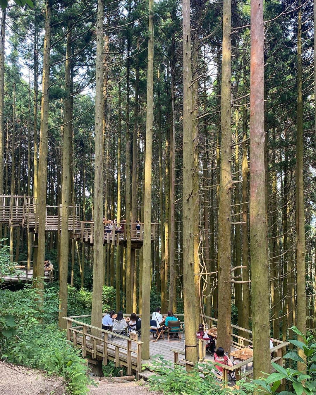 新木さくらさんのインスタグラム写真 - (新木さくらInstagram)「⁡ 行ってみたかった、白糸の森🌳🤍🤍 映えでしかなかったー！！暑いけど森の中やけん涼しかった〜！ ⁡ ⁡ #糸島 #白糸の森 #森のカフェ」6月27日 19時53分 - araki_sakura14