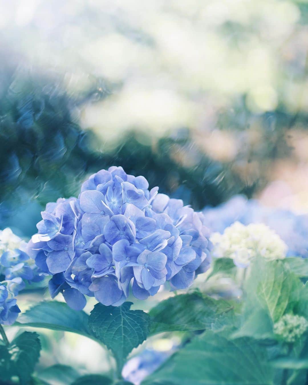 国分真央のインスタグラム：「. 用水路脇に咲く紫陽花 ⁡ 今年は雨の紫陽花を撮る機会がなく、 晴ればかりの写真です…🫧 本当は雨と撮りたい 笑。 ⁡ この時期よく聞かれるのですが、 紫陽花の多重露光写真は Photoshopなとで合成したり、 別で重ねているのではなく その場で多重露光を作っています𓃗 ⁡ なので結構その場で 作品を作って完結する事が多いです ☺︎」