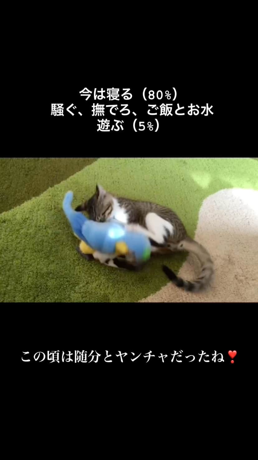 野本かりあのインスタグラム：「#lukarly #catstagram #きじしろ #にゃんすたぐらむ」