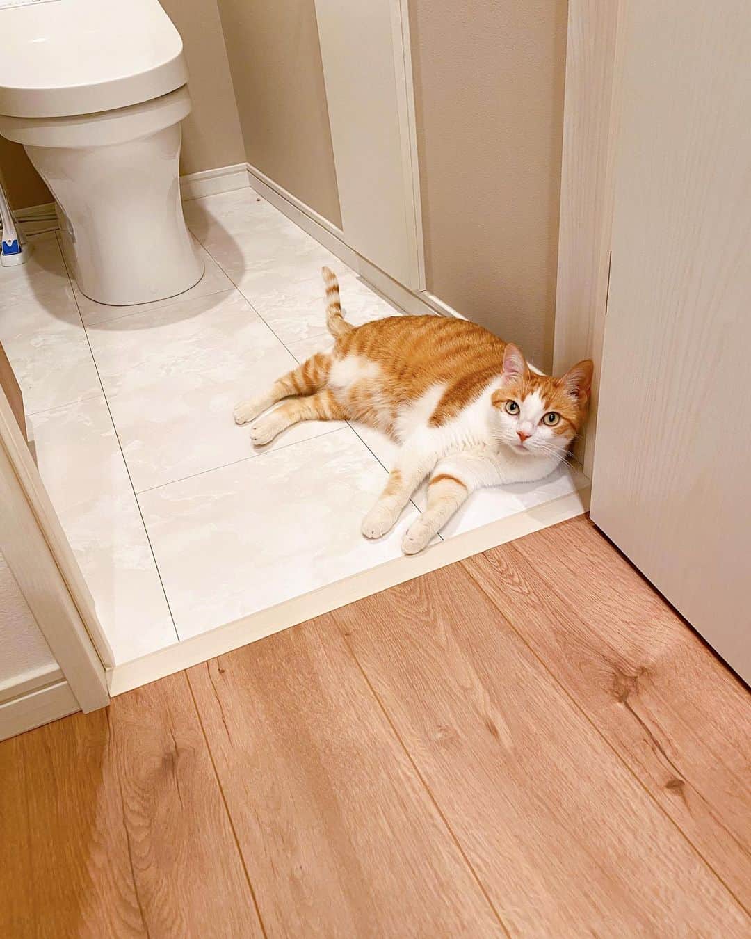 はなぼくろきなこのインスタグラム：「トイレのドアを閉めたいのに、もーちゃんがくつろいでしまってて閉められない状況です(っ˘-˘c)  あと、トイレの床に猫砂落ちてますねえ…猫砂、どこへでも運ぶなあ😌  #きなちょのおうちのもーにゃん」