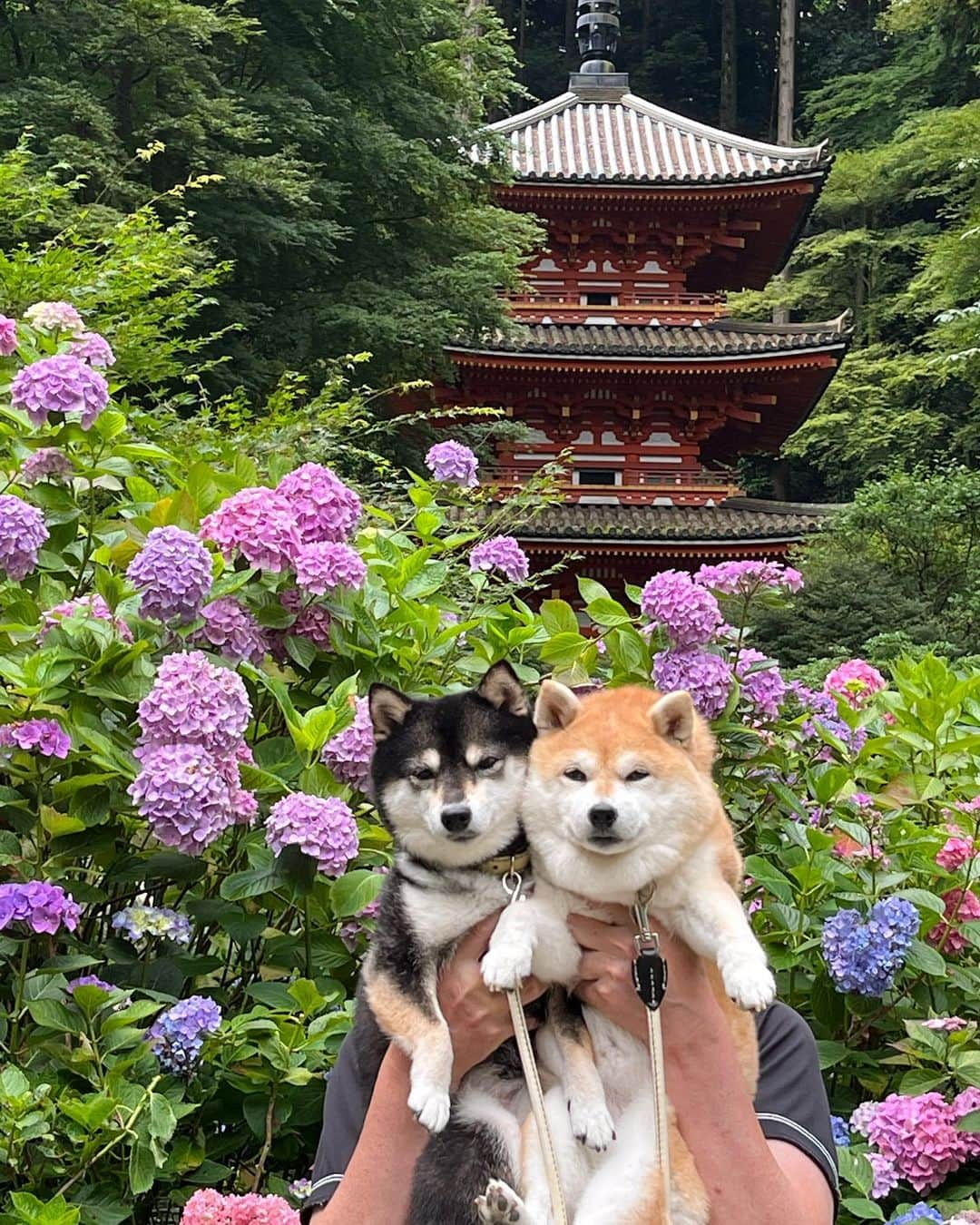 豆柴なつ&ふゆさんのインスタグラム写真 - (豆柴なつ&ふゆInstagram)「Gansenji Temple😊⭐️ 近くの岩船寺😊⭐️  #岩船寺 #紫陽花 #hydrangea  #寺  #dogstagram  #thedailyshibainu #west_dog_japan  #わんダフォ #shibamania  #柴犬ライフ#pecoいぬ部 #shiba_snap  #instashiba#cutedogs  #柴犬#shiba #shibainu #shibastagram #いぬすたぐらむ #pecoいぬ部 #犬バカ部 #shibainumag_feature #instafollow #dogoftheday  #🐕📷 #theshibasociety  #柴#proudshibas  #柴犬マニア」6月27日 20時44分 - mameshiba.natsuinu56