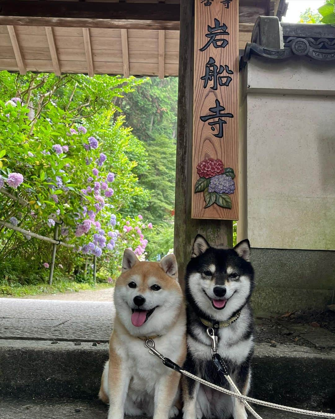 豆柴なつ&ふゆさんのインスタグラム写真 - (豆柴なつ&ふゆInstagram)「Gansenji Temple😊⭐️ 近くの岩船寺😊⭐️  #岩船寺 #紫陽花 #hydrangea  #寺  #dogstagram  #thedailyshibainu #west_dog_japan  #わんダフォ #shibamania  #柴犬ライフ#pecoいぬ部 #shiba_snap  #instashiba#cutedogs  #柴犬#shiba #shibainu #shibastagram #いぬすたぐらむ #pecoいぬ部 #犬バカ部 #shibainumag_feature #instafollow #dogoftheday  #🐕📷 #theshibasociety  #柴#proudshibas  #柴犬マニア」6月27日 20時44分 - mameshiba.natsuinu56