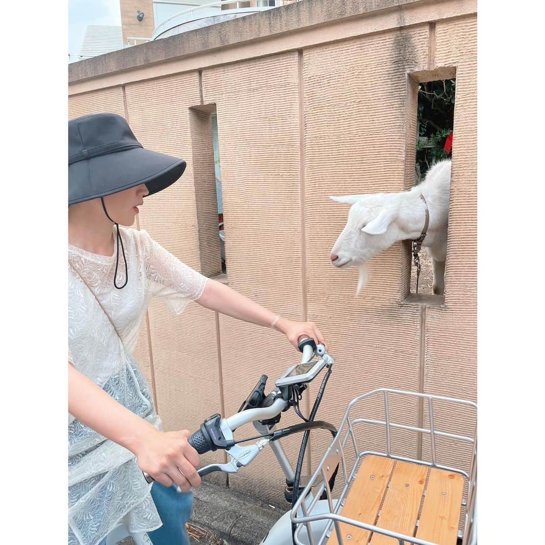 犬山紙子さんのインスタグラム写真 - (犬山紙子Instagram)「塀からヤギ」6月27日 20時51分 - inuyamakamiko