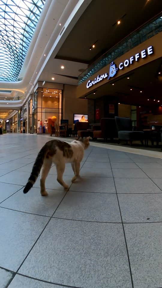感動猫動画のインスタグラム：「猫「旅行者かい?良い店知ってるから連れて行ってやるニャ」 #istanbul #トルコ #イスタンブール #猫 #感動猫動画」