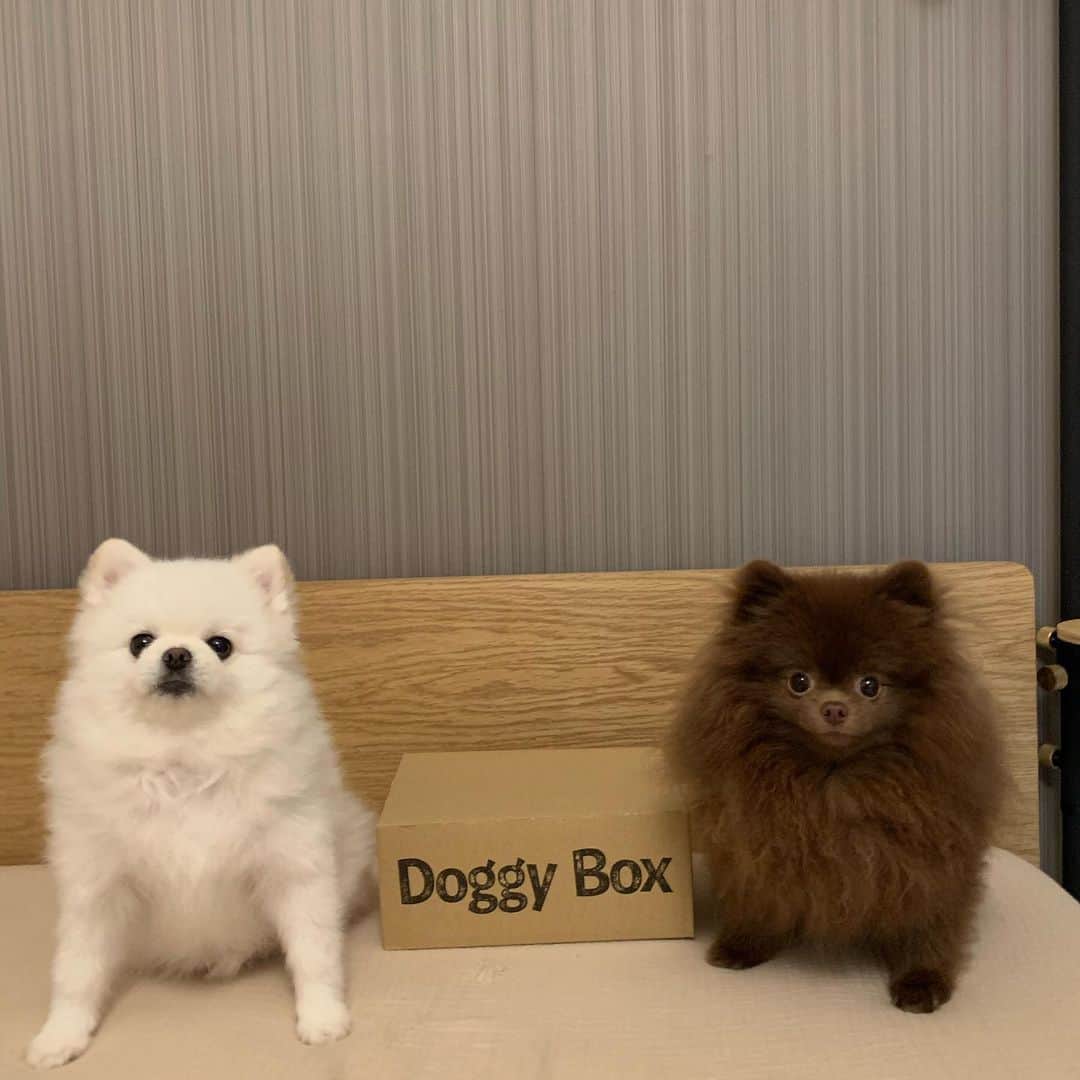 和田えりかさんのインスタグラム写真 - (和田えりかInstagram)「とうふのお楽しみbox 📦🎗️  @doggybox_jp 🪥 とうふがだいすきなおもちゃ  歯磨きと歯磨き粉🦷 遊んでる姿がすごく可愛いくてきゅん  #🤍#🐶 #doggybox#ドギボ」6月27日 21時04分 - _wadaerika