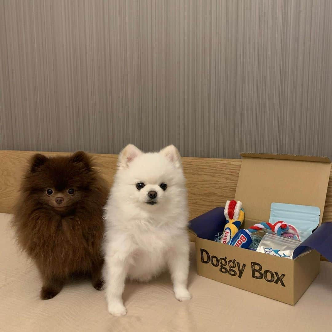 和田えりかさんのインスタグラム写真 - (和田えりかInstagram)「とうふのお楽しみbox 📦🎗️  @doggybox_jp 🪥 とうふがだいすきなおもちゃ  歯磨きと歯磨き粉🦷 遊んでる姿がすごく可愛いくてきゅん  #🤍#🐶 #doggybox#ドギボ」6月27日 21時04分 - _wadaerika