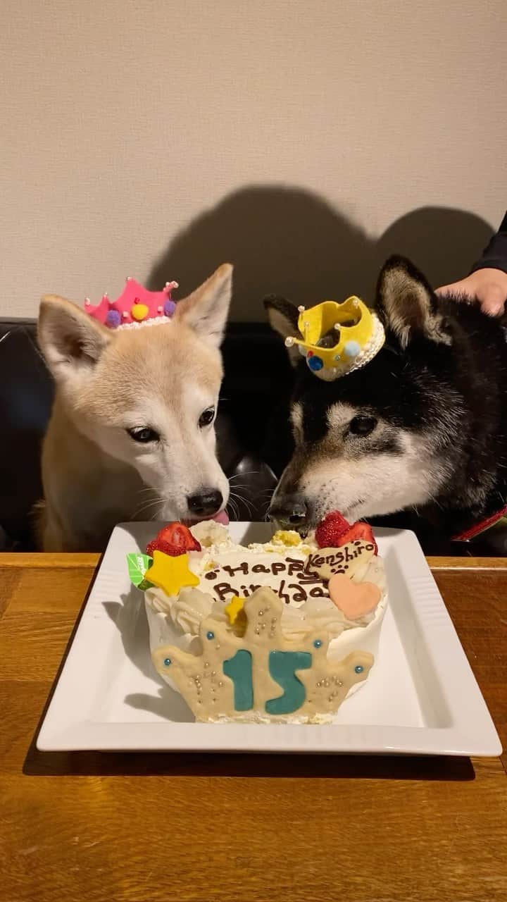 柴犬 けんしろう ゆりあのインスタグラム：「🐶🎂🐶  けんちゃん生誕祭から20日経ったのですが あの日の動画にいいねやコメントが 今でも毎日毎日増え続けています🥺❤️  けんちゃん、お空で驚いてるだろうな🐶🌈  お世話係もどえらいことになってて インスタ開く度びっくりしてます😳  せっかくなので、お祝いの後に けんゆり一緒にケーキを食べた動画も 載せておこうと思います❤️  けんちゃんが介助なしで 自分でなんとか食べられた 最後のバースデーケーキです🎂❤️  #けんちゃん生誕祭 #けんちゃん生誕17周年」