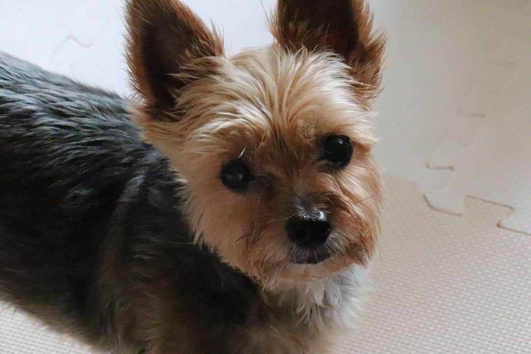広瀬彩海さんのインスタグラム写真 - (広瀬彩海Instagram)「一眼で撮ったうちの犬、モアナ  #愛犬 #一眼」6月27日 21時18分 - ayaka__hirose