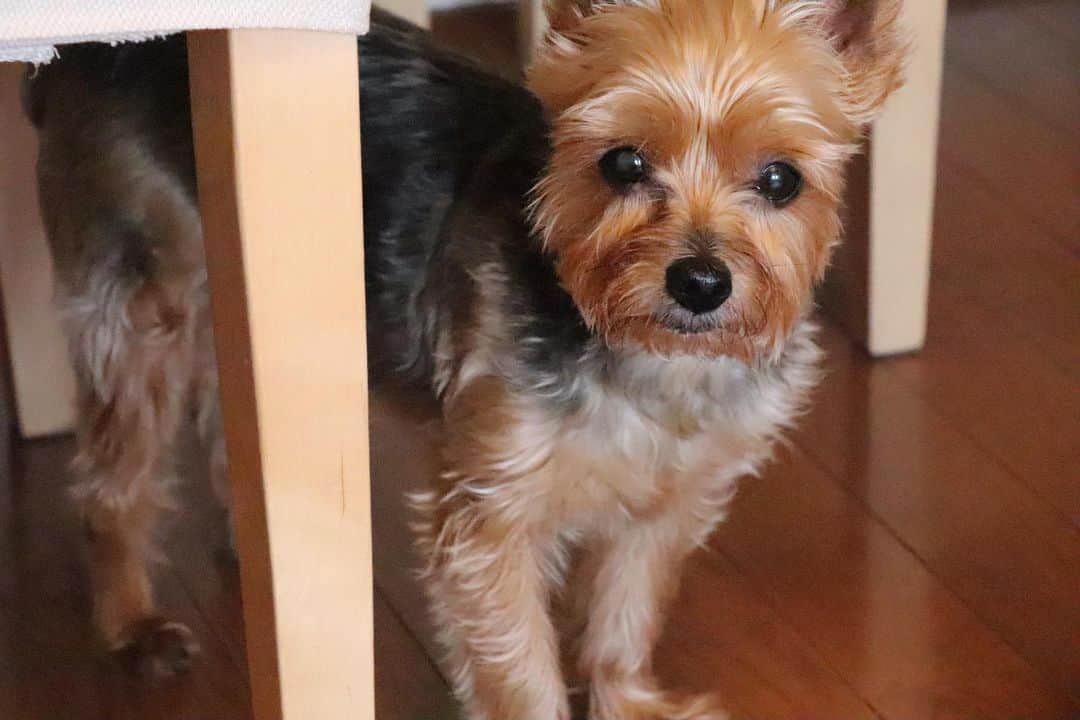 広瀬彩海さんのインスタグラム写真 - (広瀬彩海Instagram)「一眼で撮ったうちの犬、モアナ  #愛犬 #一眼」6月27日 21時18分 - ayaka__hirose
