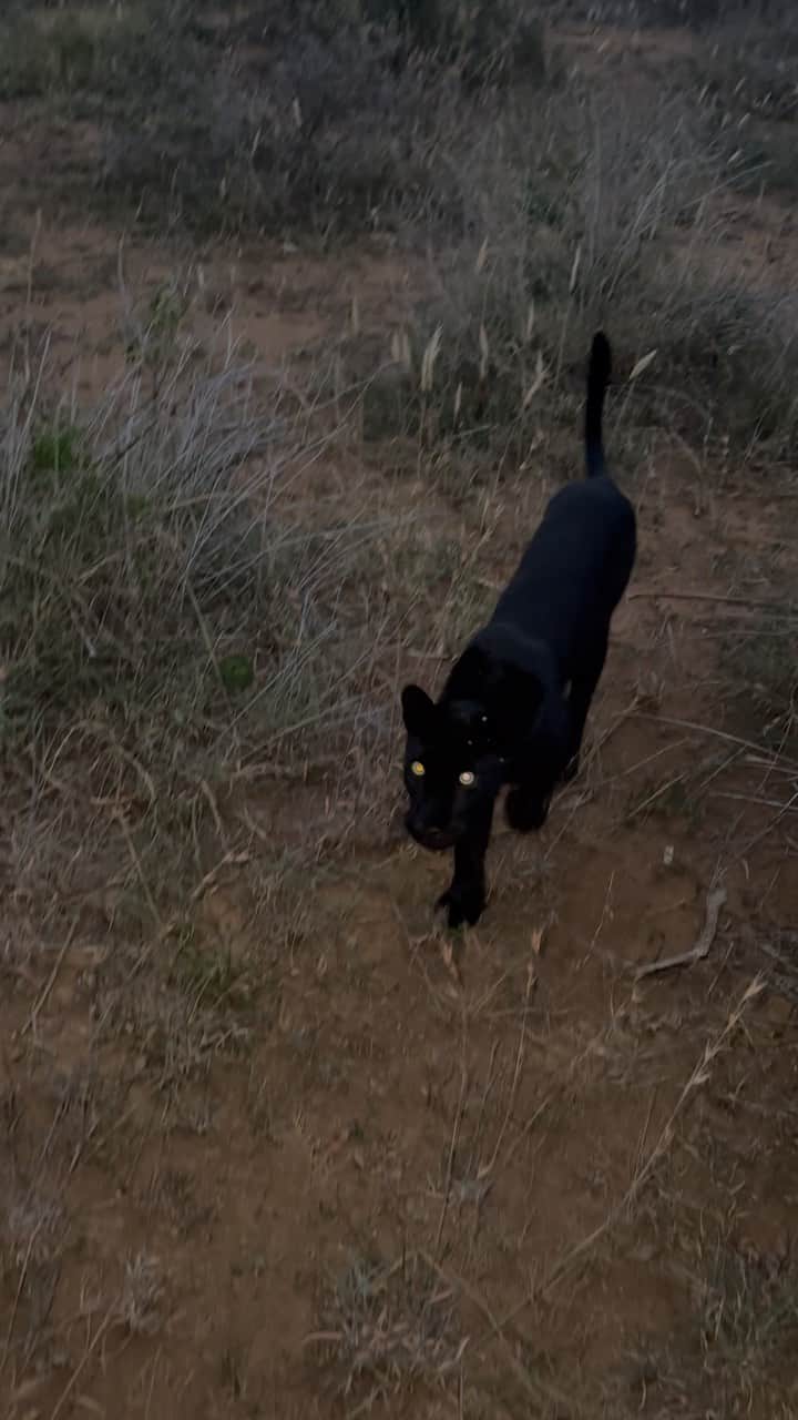 Kevin Richardson LionWhisperer のインスタグラム：「Into the Eyes of Royalty 👀✨ This is Giza, the enchanting black leopardess of Laikipia. In a thrilling encounter, Giza approached our vehicle, her piercing gaze meeting mine, an electrifying connection with this majestic queen of the wild. #GizaTheBlackLeopardess #QueenOfLaikipia #WildEncounters #IntoTheWild #MajesticBeauty #NaturePhotography #WildlifeWonder #CaptivatingMoments #AnimalEncounters #EyesOfTheWild #BlackLeopard #LaikipiaWildlife #WildCatLove #RareSpecies #WildlifeConservation #LeopardLove #NatureCapture #WildKingdom #StaringIntoWilderness #NatureAdventures」