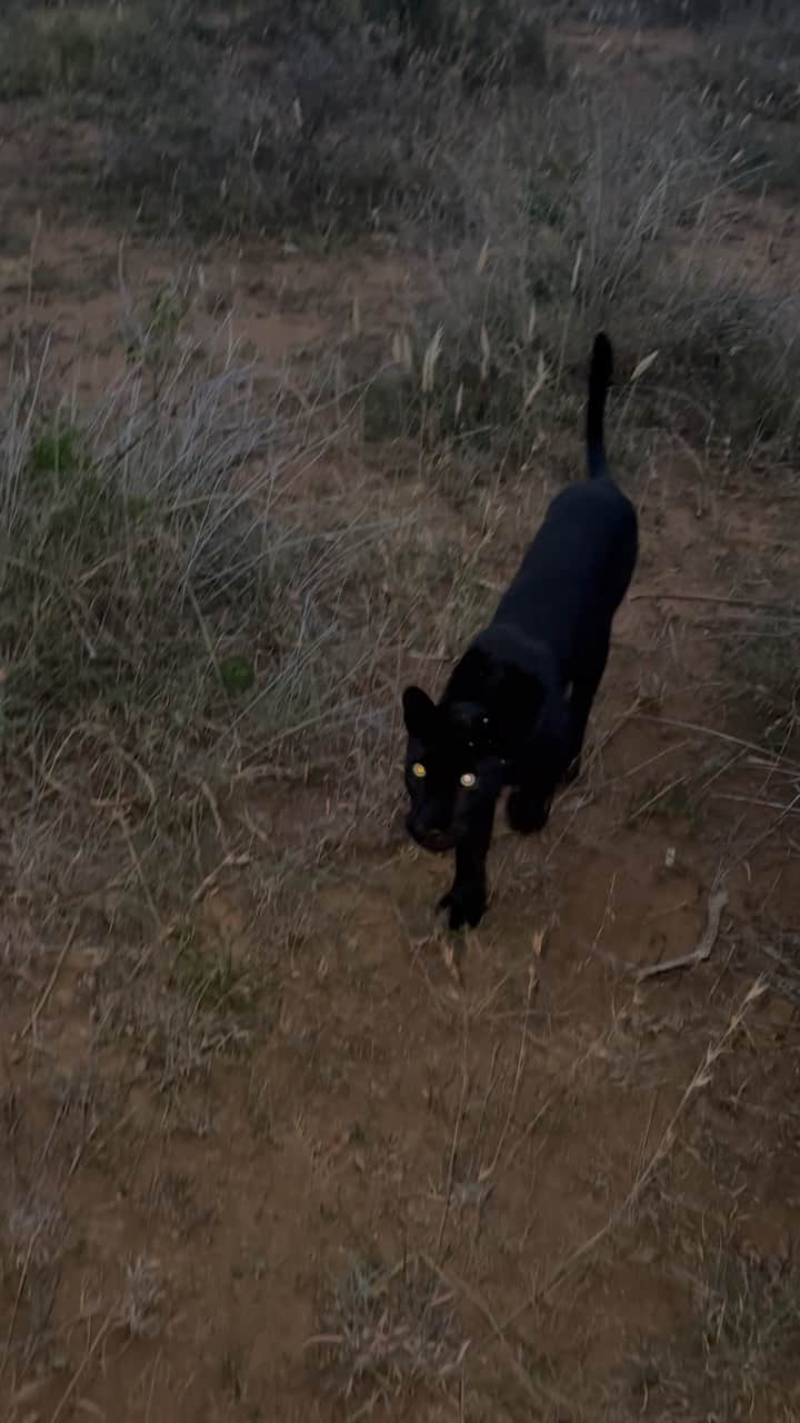 Kevin Richardson LionWhisperer のインスタグラム：「Into the Eyes of Royalty 👀✨ This is Giza, the enchanting black leopardess of Laikipia. In a thrilling encounter, Giza approached our vehicle, her piercing gaze meeting mine, an electrifying connection with this majestic queen of the wild. #GizaTheBlackLeopardess #QueenOfLaikipia #WildEncounters #IntoTheWild #MajesticBeauty #NaturePhotography #WildlifeWonder #CaptivatingMoments #AnimalEncounters #EyesOfTheWild #BlackLeopard #LaikipiaWildlife #WildCatLove #RareSpecies #WildlifeConservation #LeopardLove #NatureCapture #WildKingdom #StaringIntoWilderness #NatureAdventures」