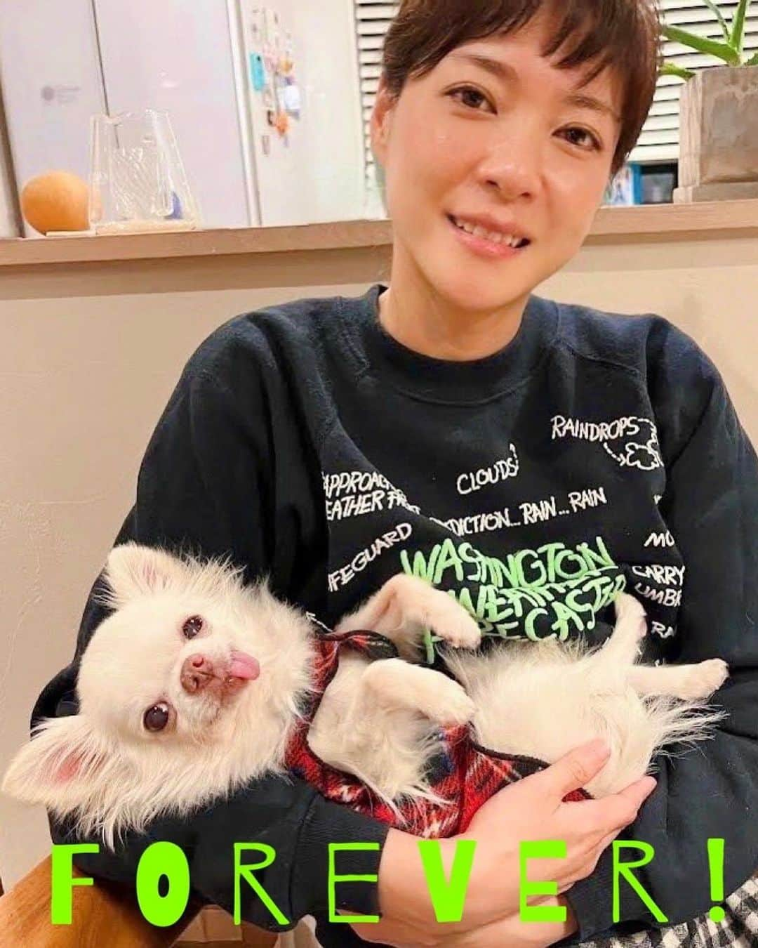 和田唱さんのインスタグラム写真 - (和田唱Instagram)「うちの愛犬、ブーブーが天国へ旅立った。ちょうど一週間前の6月20日の夜に。リビングで。奥さんと俺がゴハンを食べてる時だ。食べ終わってブーの様子を奥さんに見てもらったら、ブーの呼吸は止まってた。いつもの赤い丸いブー用のベッドの上で。眠るように。  最後の3週間くらい、一気に弱ってしまっていたから、ほんの少しの覚悟はよぎりつつも、復活する事を100%信じるように自分達の思考を奥さんも俺もコントロールし続けた。けど....ブーちゃんは旅立って行った。  思えば俺達に一番負担をかけないタイミングでの旅立ちだった。カレンダーを見るとそうだ。ここから先、家を空けがちになる夫婦。弱ったブーを家に一人にしておくわけにはいかないし、どこかに預けたくもない。だからブーが元気になってくれればいい！でも、きっとそれは俺のエゴ...。  ブーは16歳になって少し経った時、脾臓の手術をした。ホントによく頑張ったと思う。普通ならあのままダメになってたかもしれないのに、見事復活を遂げて、この数ヶ月は以前のように散歩が出来るまでになってた。だからブーはきっとこのまま20歳も夢じゃない！なんて思ってたんだけど。  ブーと俺が一緒にいれた期間は奥さんと付き合いた始めた時からだから、8年くらいか。それでこの喪失感と悲しみ。そう、ブーちゃんは奥さんが20歳の時に飼い始めた子。でもブーは何と売れ残っていた子で、奥さんが飼い始めた時には既に1歳になる頃だったそうだ。ともあれ奥さんは15年間ブーと過ごしたわけで、その喪失感たるや...相当なものだと思う。  ブーはペットショップでもとてもいい子で、そのまま売れなければ店員さんが飼おうと思っていたみたい。その気持ちがよく分かる。本当に素晴らしくいい子だった。愛嬌があってね。  俺とはすぐさま親友になった😄 散歩は基本俺の担当になったから、俺が忙しい時以外は360日×出会った年数に近いくらい散歩に出かけたと思う。たまに奥さんも一緒にね。ブーは奥さんが大好きだったし、守りたいと思ってたみたい。だから3人の散歩は何とも幸せな風景だった。  ブーは人間も大好きだし、他のワンちゃんにも一度も吠えたり、ガルルルってしなかった。常にしっぽを振って嬉しそうに近付いて行った。でも決してテンションが高過ぎるわけではなく、落ち着いてて。なんていうか犬っぽくないと言うか、犬を超えた存在だったな。ってきっと犬を飼っている多くの飼い主さんが同じ事を思ってるんだろうね😄  あとブーは女の人が大好きだったなぁ。公園でレジャーシートを敷いてピクニックしてる女の子のグループなんかがいるともう絶対に近付いて行ったっけ。決まって「かわいい〜！」なんて言われてそれがまた嬉しかったんだろう。男だなブーちゃん。「すいませんね〜」なんて言うパパ（俺）もとても嬉しかったよ。  ブーが旅立って3日間はなんにも、本当になーんにもする気が起きなかった。ただひたすら放心してしまった。あれをしてあげれば良かった？とか、逆にあれをしなければ良かった？とか、そんなことばっかり考えて。  でも俺も奥さんもすごくすごくブーに愛情を注いだと思う。それは確信してる。幸せだったなぁ。ブーも幸せでいてくれたならいいなぁ。  最後に。今までブーちゃんのために協力、尽力してくれた方々、病院の先生、そしてトリミングのお姉さん達、皆さんブーを大事にしてくれてありがとうございます。16歳と7ヶ月、ブーは生き抜きましたよ！！  ブー、出会ってくれてありがとう。愛しい日々をありがとう。そして出会わせてくれた奥さんにもありがとう！天国でうちの親父に抱っこしてもらいなね。いつでもうちに遊びにおいで。音を立ててもいいぞ。決して怖がらないから遠慮しないで😌  パパより。」6月27日 22時05分 - sho_wada_triceratops