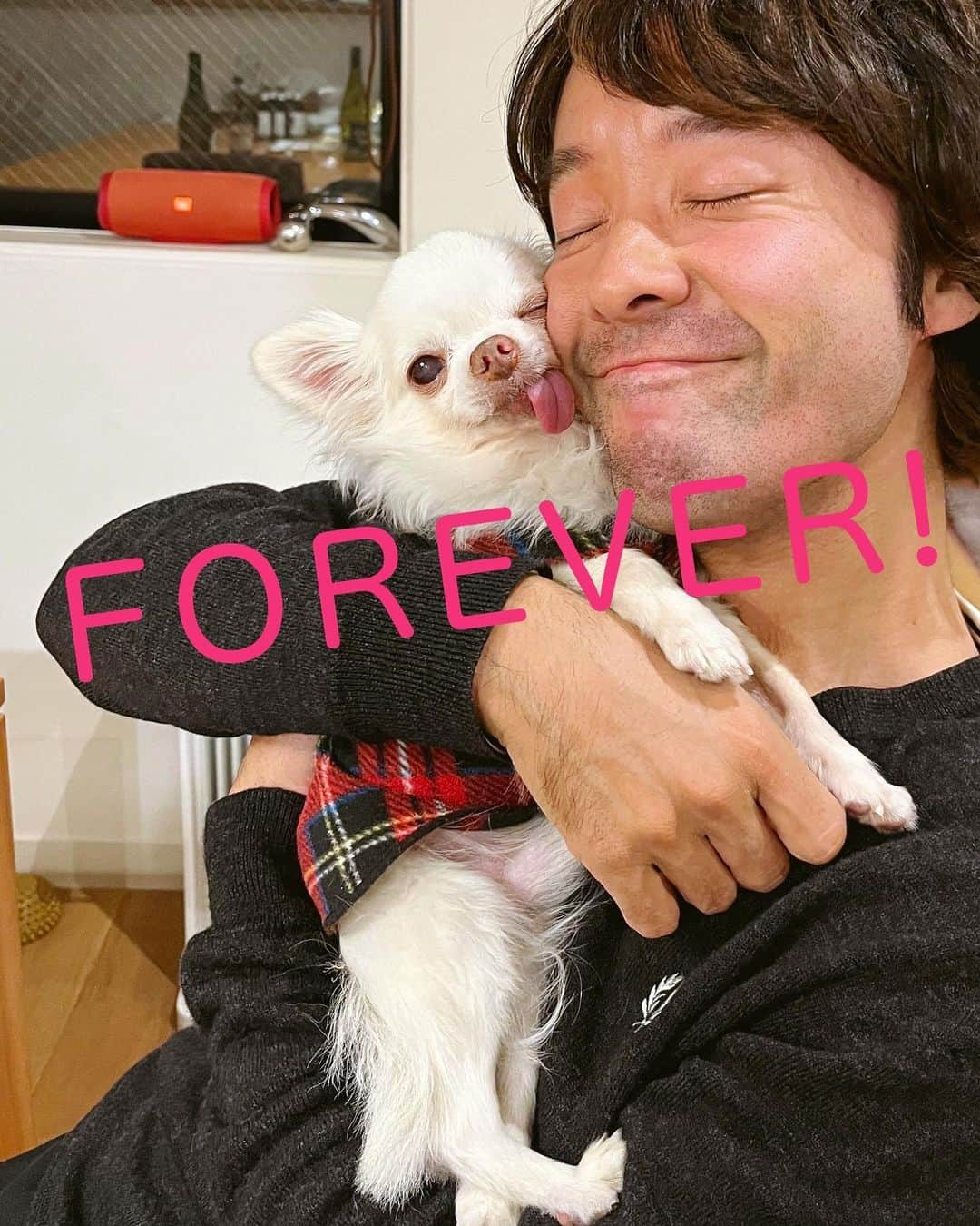 和田唱さんのインスタグラム写真 - (和田唱Instagram)「うちの愛犬、ブーブーが天国へ旅立った。ちょうど一週間前の6月20日の夜に。リビングで。奥さんと俺がゴハンを食べてる時だ。食べ終わってブーの様子を奥さんに見てもらったら、ブーの呼吸は止まってた。いつもの赤い丸いブー用のベッドの上で。眠るように。  最後の3週間くらい、一気に弱ってしまっていたから、ほんの少しの覚悟はよぎりつつも、復活する事を100%信じるように自分達の思考を奥さんも俺もコントロールし続けた。けど....ブーちゃんは旅立って行った。  思えば俺達に一番負担をかけないタイミングでの旅立ちだった。カレンダーを見るとそうだ。ここから先、家を空けがちになる夫婦。弱ったブーを家に一人にしておくわけにはいかないし、どこかに預けたくもない。だからブーが元気になってくれればいい！でも、きっとそれは俺のエゴ...。  ブーは16歳になって少し経った時、脾臓の手術をした。ホントによく頑張ったと思う。普通ならあのままダメになってたかもしれないのに、見事復活を遂げて、この数ヶ月は以前のように散歩が出来るまでになってた。だからブーはきっとこのまま20歳も夢じゃない！なんて思ってたんだけど。  ブーと俺が一緒にいれた期間は奥さんと付き合いた始めた時からだから、8年くらいか。それでこの喪失感と悲しみ。そう、ブーちゃんは奥さんが20歳の時に飼い始めた子。でもブーは何と売れ残っていた子で、奥さんが飼い始めた時には既に1歳になる頃だったそうだ。ともあれ奥さんは15年間ブーと過ごしたわけで、その喪失感たるや...相当なものだと思う。  ブーはペットショップでもとてもいい子で、そのまま売れなければ店員さんが飼おうと思っていたみたい。その気持ちがよく分かる。本当に素晴らしくいい子だった。愛嬌があってね。  俺とはすぐさま親友になった😄 散歩は基本俺の担当になったから、俺が忙しい時以外は360日×出会った年数に近いくらい散歩に出かけたと思う。たまに奥さんも一緒にね。ブーは奥さんが大好きだったし、守りたいと思ってたみたい。だから3人の散歩は何とも幸せな風景だった。  ブーは人間も大好きだし、他のワンちゃんにも一度も吠えたり、ガルルルってしなかった。常にしっぽを振って嬉しそうに近付いて行った。でも決してテンションが高過ぎるわけではなく、落ち着いてて。なんていうか犬っぽくないと言うか、犬を超えた存在だったな。ってきっと犬を飼っている多くの飼い主さんが同じ事を思ってるんだろうね😄  あとブーは女の人が大好きだったなぁ。公園でレジャーシートを敷いてピクニックしてる女の子のグループなんかがいるともう絶対に近付いて行ったっけ。決まって「かわいい〜！」なんて言われてそれがまた嬉しかったんだろう。男だなブーちゃん。「すいませんね〜」なんて言うパパ（俺）もとても嬉しかったよ。  ブーが旅立って3日間はなんにも、本当になーんにもする気が起きなかった。ただひたすら放心してしまった。あれをしてあげれば良かった？とか、逆にあれをしなければ良かった？とか、そんなことばっかり考えて。  でも俺も奥さんもすごくすごくブーに愛情を注いだと思う。それは確信してる。幸せだったなぁ。ブーも幸せでいてくれたならいいなぁ。  最後に。今までブーちゃんのために協力、尽力してくれた方々、病院の先生、そしてトリミングのお姉さん達、皆さんブーを大事にしてくれてありがとうございます。16歳と7ヶ月、ブーは生き抜きましたよ！！  ブー、出会ってくれてありがとう。愛しい日々をありがとう。そして出会わせてくれた奥さんにもありがとう！天国でうちの親父に抱っこしてもらいなね。いつでもうちに遊びにおいで。音を立ててもいいぞ。決して怖がらないから遠慮しないで😌  パパより。」6月27日 22時05分 - sho_wada_triceratops