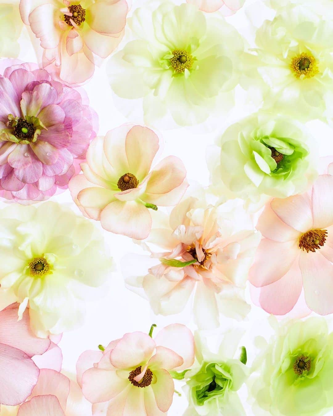 planticaのインスタグラム：「* Palette Series /2023 New  --- Floral Pattern Collection by plantica プランティカ花柄図案集  #plantica #プランティカ #プランティカ花柄図案集 #floralpattern #フラワーアート #フラワーアーティスト  ---」