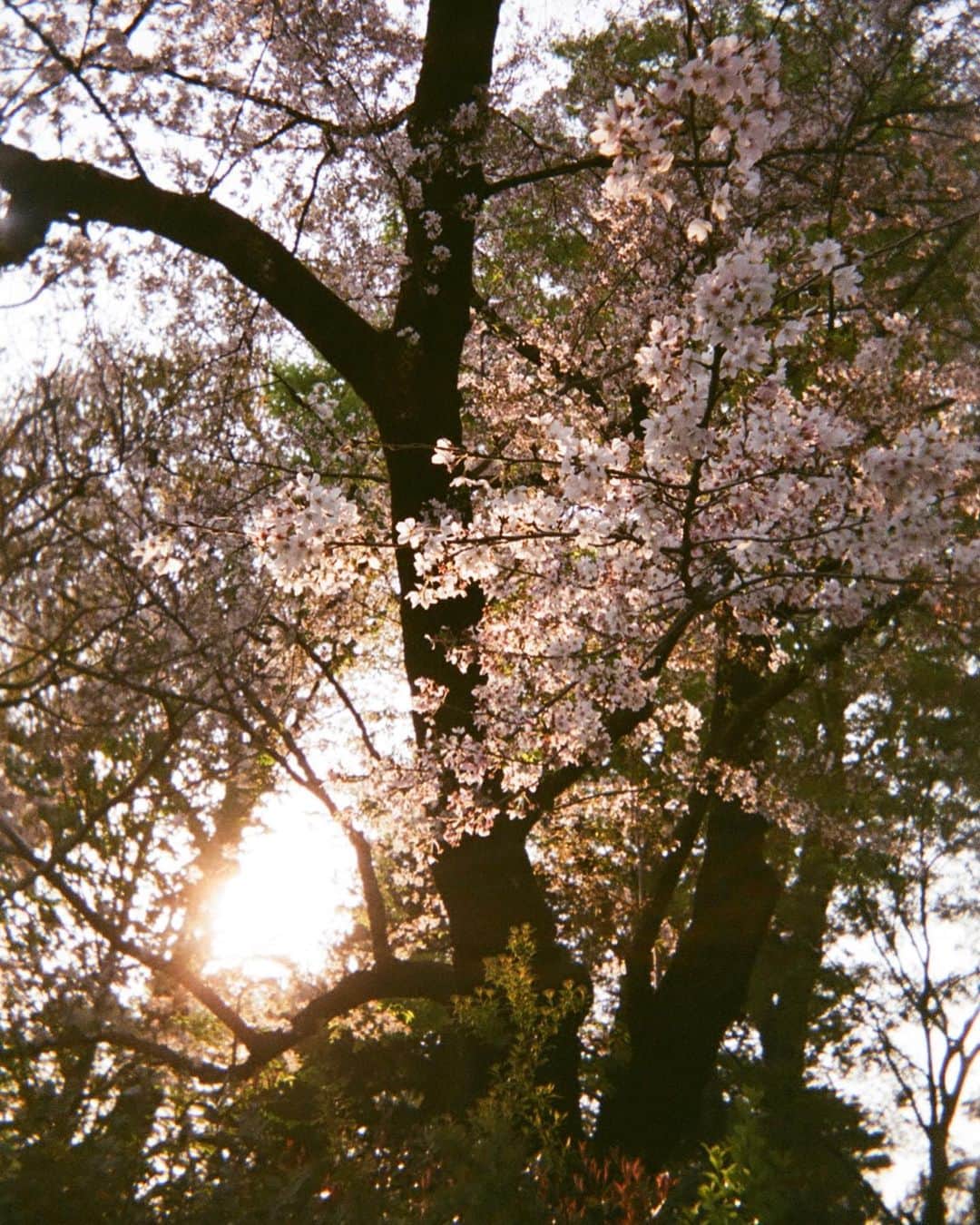 山田愛梨さんのインスタグラム写真 - (山田愛梨Instagram)「2023 春 🌸🖤」6月27日 22時02分 - airi_yamada