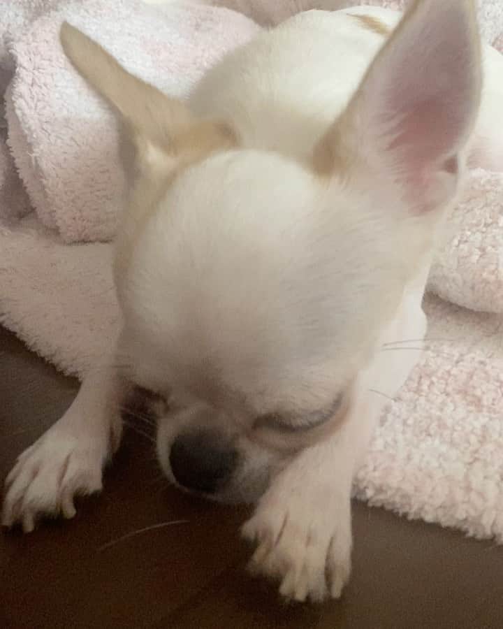 mayuのインスタグラム：「今日の😴😴を大量に…🙇🏻‍♀️。今日も一日ありがとう😘。。． ． ． ．  #チワワ#ちわわ #chihuahua#犬#犬のいる暮らし」