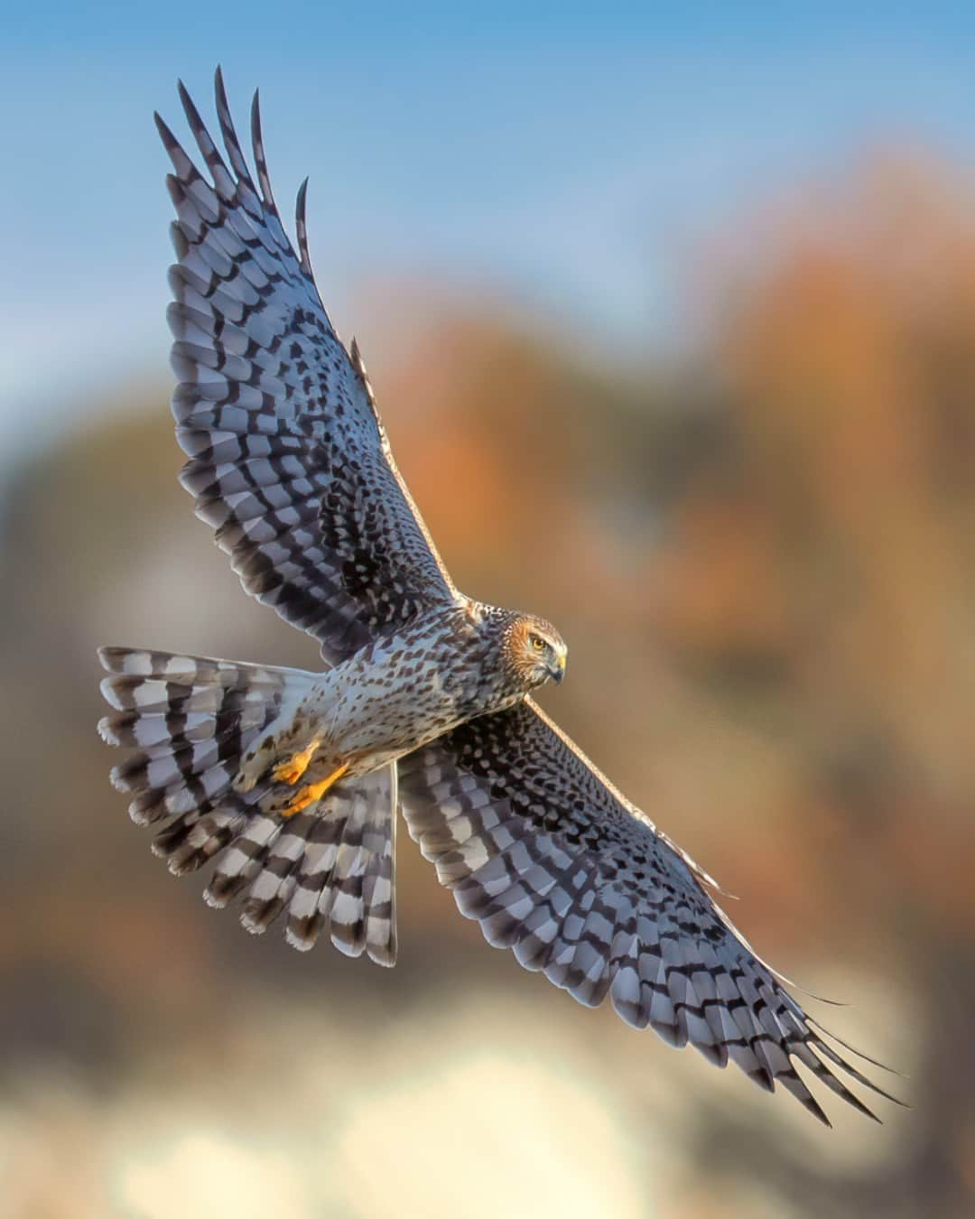 CANON USAさんのインスタグラム写真 - (CANON USAInstagram)「Photo by @popvallez_birds: "This was shot in Palo Alto, CA. My wife, daughter, and I had been out early to specifically photograph the northern harrier owls in the area. We thought we could catch them as they hunted for their breakfast. At first, we didn't see much. It was actually pretty quiet out. All of a sudden, the sun appeared from behind the clouds and a female (mother) northern harrier made an appearance! She flew right into the sunlight and put on a show for us. In the background, there was a mix of buildings and large trees. Luckily, she chose to perform in front of a bright and golden tree. It was the perfect scene and I was more than happy to be in the right place at the right time. I knew I had the shot as soon as I captured it. It never gets old!" #ShotOnCanon  📸 #Canon EOS R5 Lens: EF 600mm f/4L IS II USM」6月27日 23時00分 - canonusa