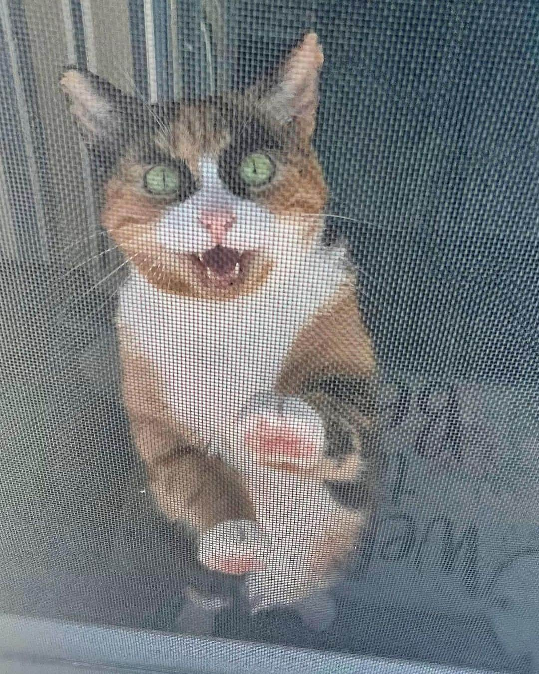 リリーのインスタグラム：「Hey! Let me outside!  #summertime #beach #beachcat #calico #catsofinstagram #calicocat」