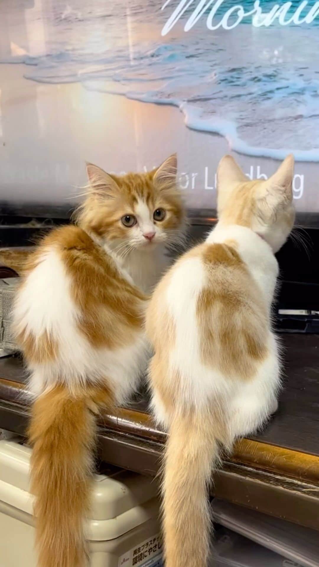 まんちの樹（マンチカンブリーダー）のインスタグラム：「パインベビー：パインレッド君＆パインカメオ君。長毛と短毛、尻尾の太さが違います。後ろ姿、どちらも可愛い😍😍。  Instagram   #マンチカン #munchkin #スコティッシュフォールド #アメリカンショートヘア #ミヌエット #猫 #ねこ #cat #ねこ部  #子猫 #kitten #kitty #猫ブリーダー #マンチカンブリーダー #ミヌエットブリーダー #まんちの樹 #まんちの樹出身 #catsofinstagram #catstagram #instacat #貓 #ねこすたぐらむ #猫好きさんと繋がりたい #petstagram #ilovemycat #catlovers #cute #고양이 #냥스타그램 #แมว」