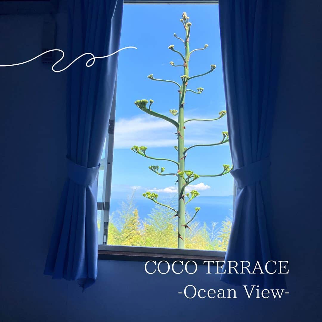 伊東市公式アカウントさんのインスタグラム写真 - (伊東市公式アカウントInstagram)「富戸にあるプチホテルCOCO TERRACE - Ocean View - @cocoterrace_oceanview_ さんのお庭にある #リュウゼツラン が開花しました✨ お酒 #テキーラ の原料にもなっているリュウゼツラン。 そのリュウゼツランの花は、20年から50年に一度だけ開花するというとても珍しい花です🌼！！  プチホテルCOCO TERRACE - Ocean View - では、開花している間は泊まらなくても10時から18時までにお電話さえ頂ければ、観にきても大丈夫とのことです。 花の見られる期間は、およそ一週から10日ほどまでとのことですが、 この機会に観に行ってみてはいかがでしょうか。  もちろん全室オーシャンビューのお宿も絶景でお勧めですよ〜🏖  follow by @itouji_official   ＊＊＊＊＊＊＊＊＊＊＊＊＊＊＊＊ 【2023年3月オープン　プチホテル COCO TERRACE - Ocean View -】  @cocoterrace_oceanview_   📍〒413-0231 伊東市富戸1131-82  📞0557-27-2220  ＊＊＊＊＊＊＊＊＊＊＊＊＊＊＊＊  #富戸 #cocoterrace #伊豆高原 #リュウゼツラン #リュウゼツランの花  #わたしといとうと　#静岡県　#伊東市　#伊豆　 #伊東グルメ　#伊東ランチ　#伊東温泉　#伊東旅行　 #伊豆グルメ　#伊豆旅行　#いいね伊豆　 #旅行好きな人と繋がりたい #旅スタグラム　#日帰り旅行 #地域おこし協力隊　が投稿してるよ🍀 #izu #ito_stagram #ito #izutrip #itocity」6月13日 14時40分 - itouji_official